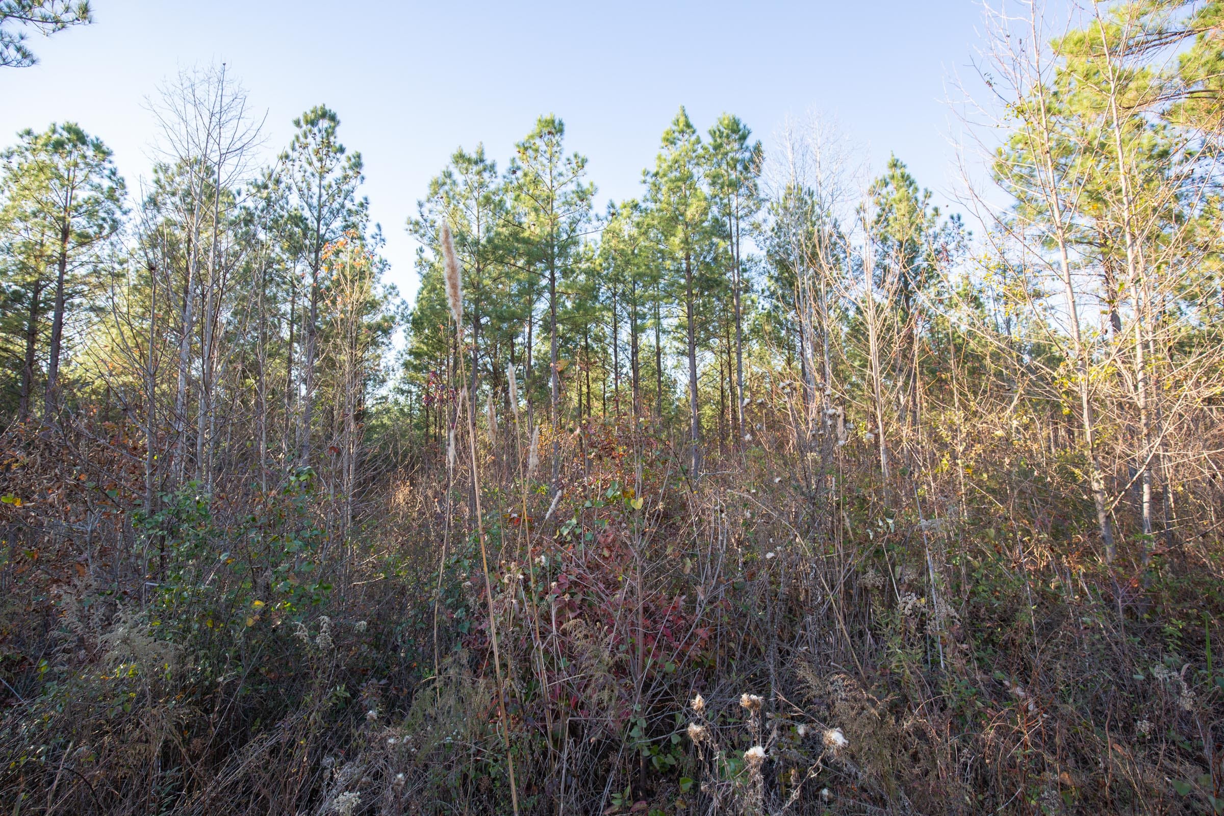 Whetstone Pines Tract 3 photo 8