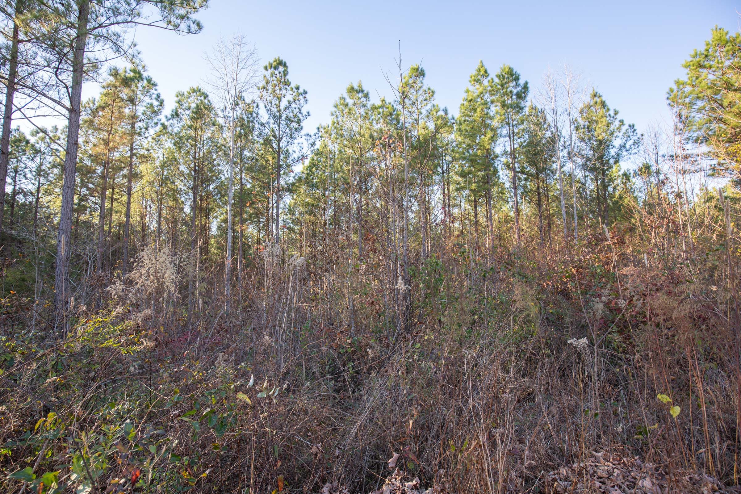 Whetstone Pines Tract 3 photo 9