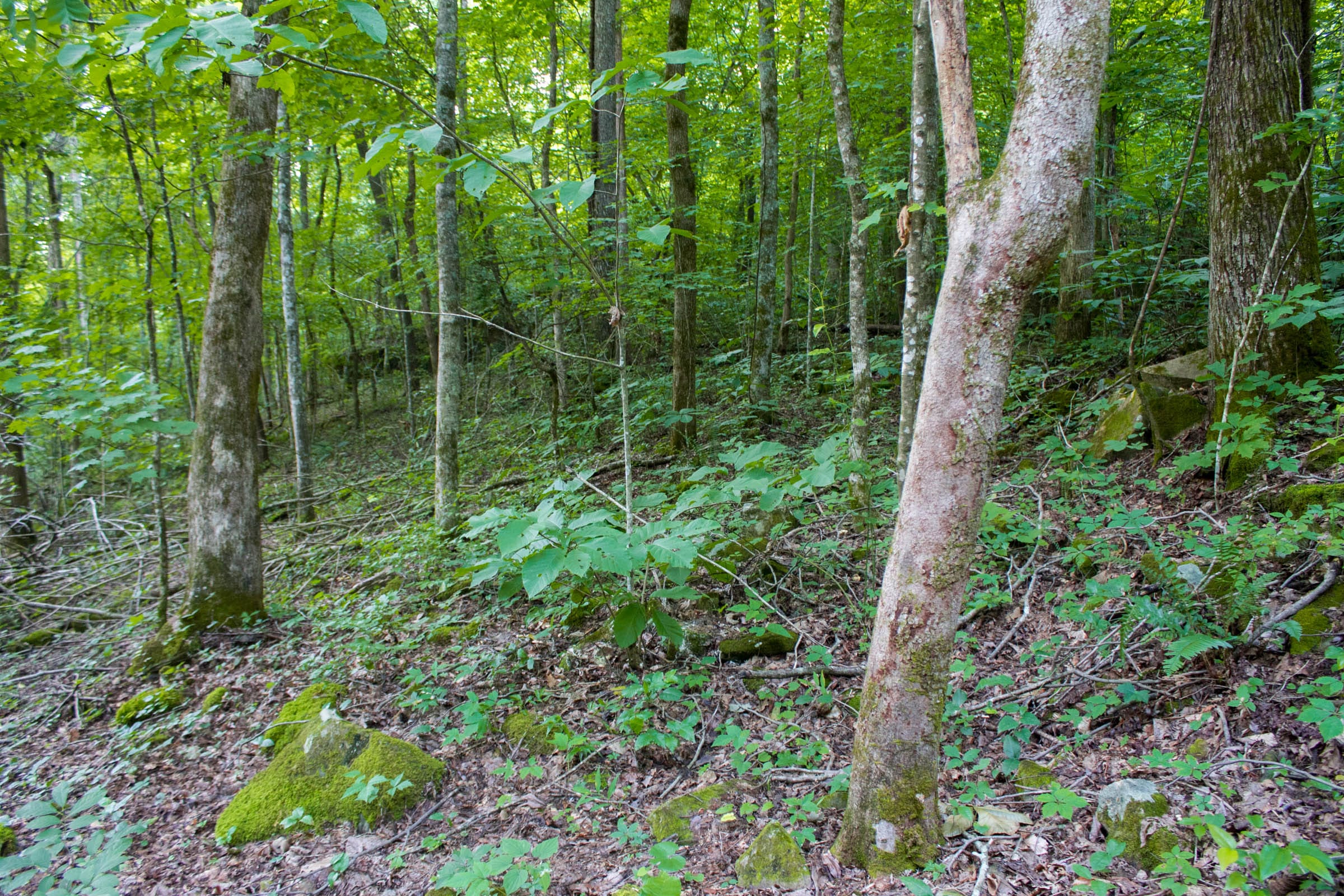 Bluewater Ridge Tract 12 photo 3