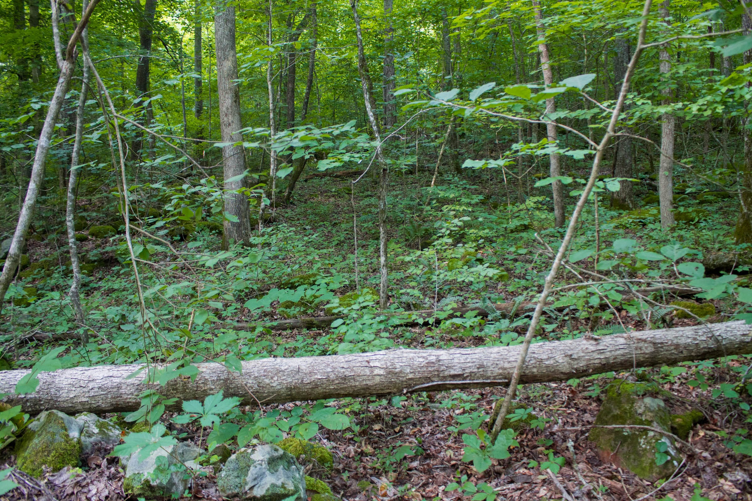 Bluewater Ridge Tract 12 photo 6