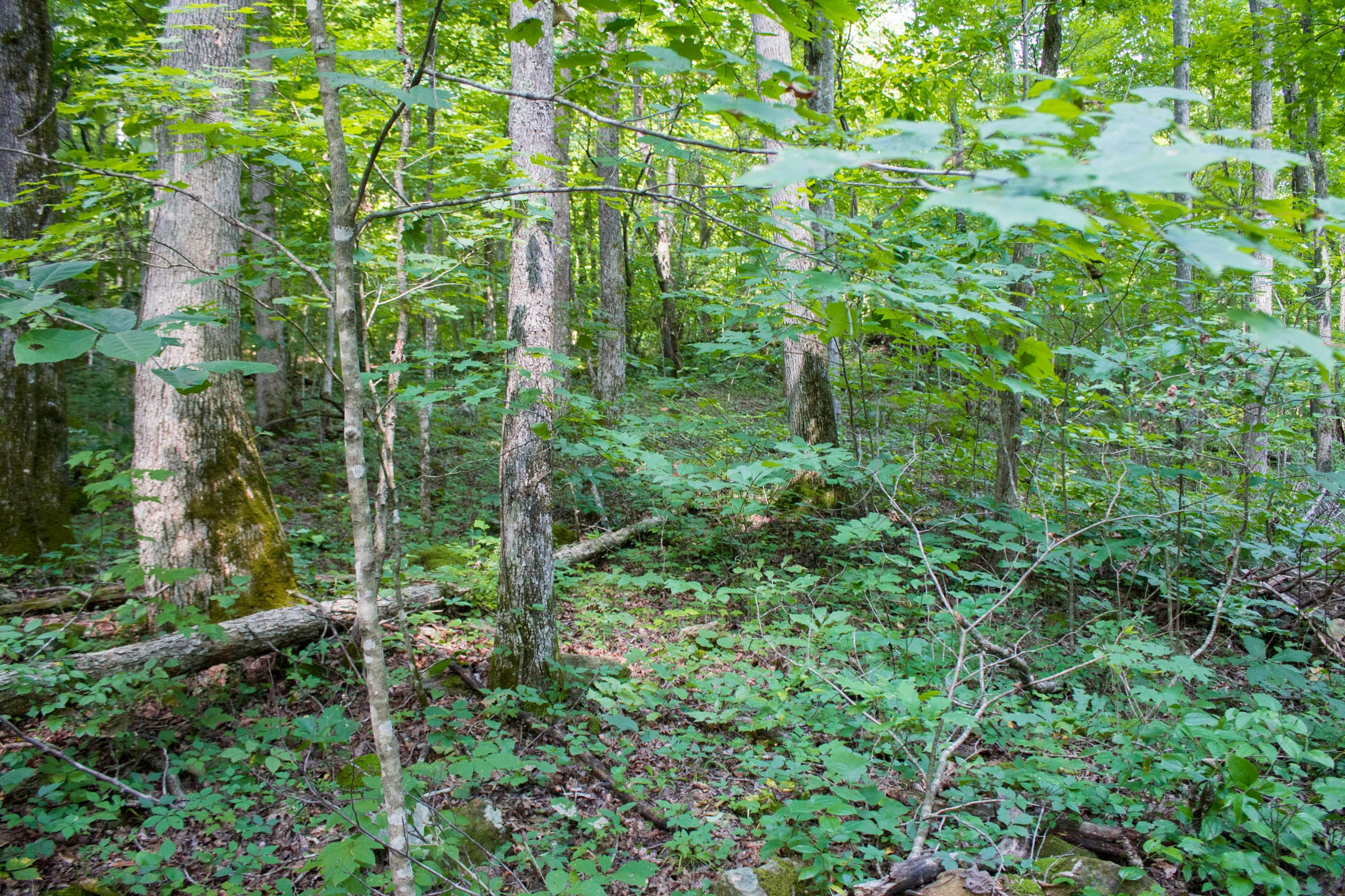 Bluewater Ridge Tract 12 photo 7
