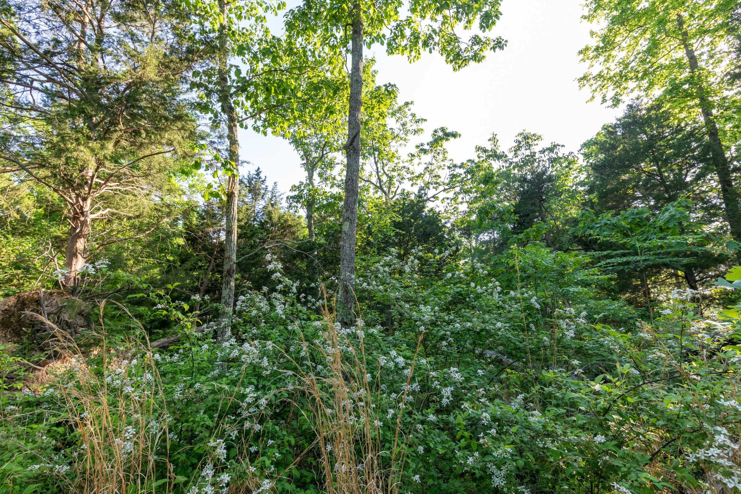 Cedar Creek Tract 58 photo 2