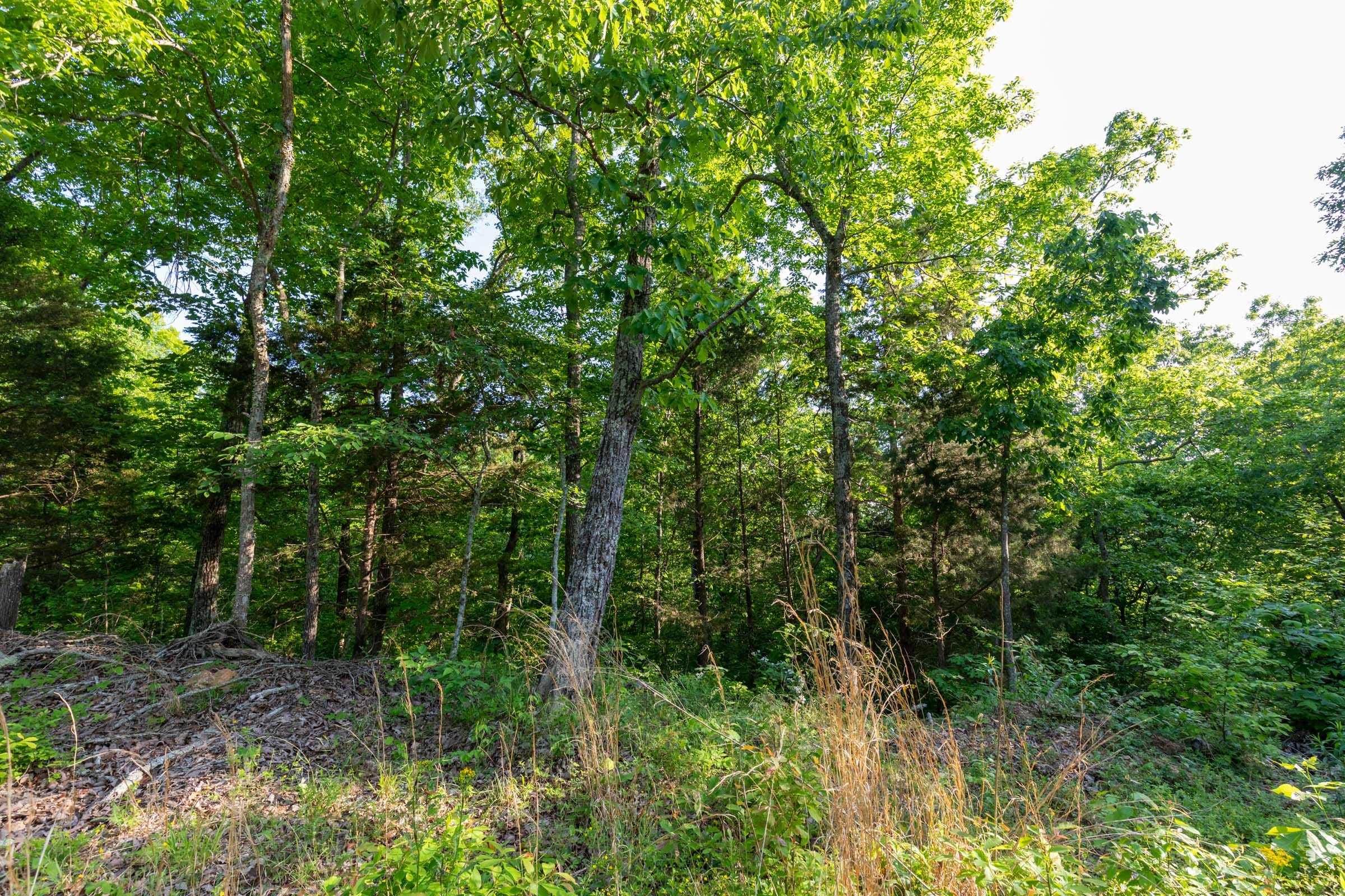 Cedar Creek Tract 58 photo 3
