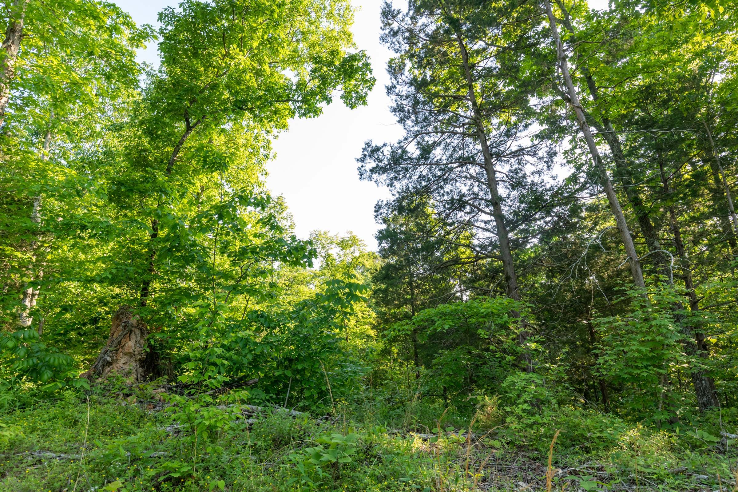 Cedar Creek Tract 58 photo 5