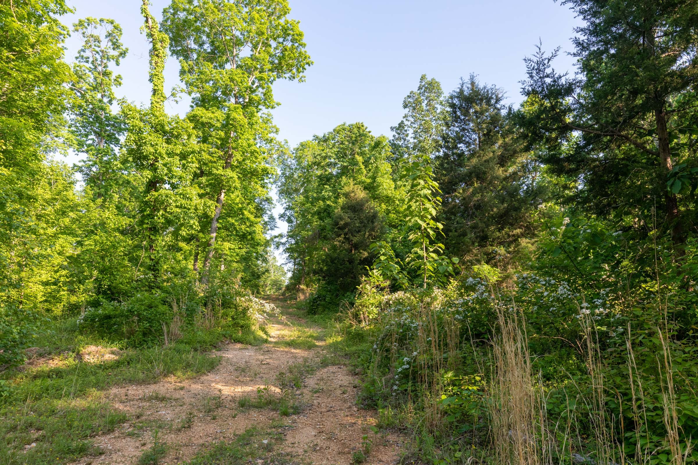 Cedar Creek Tract 58 photo 7