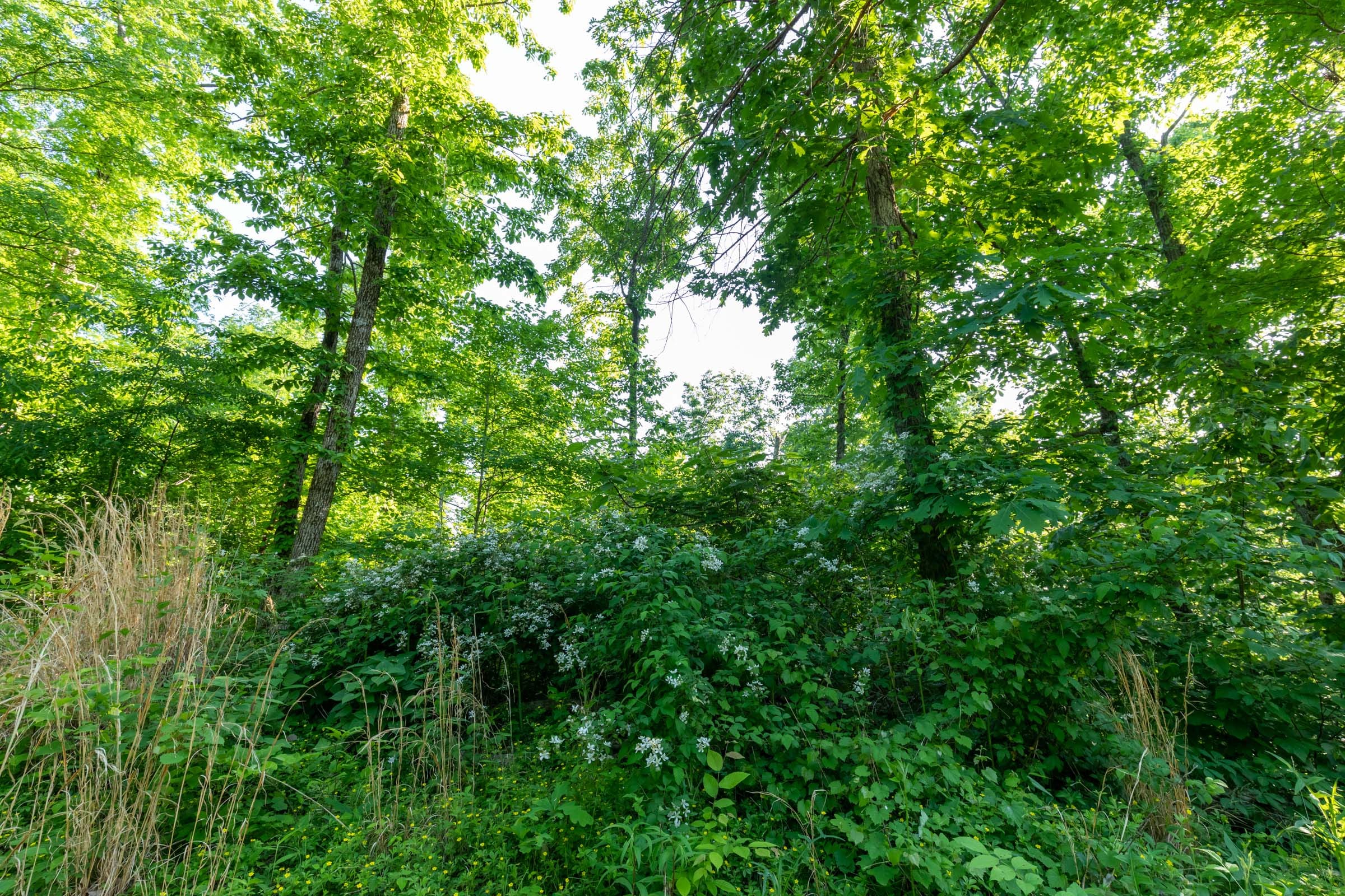 Cedar Creek Tract 58 photo 6