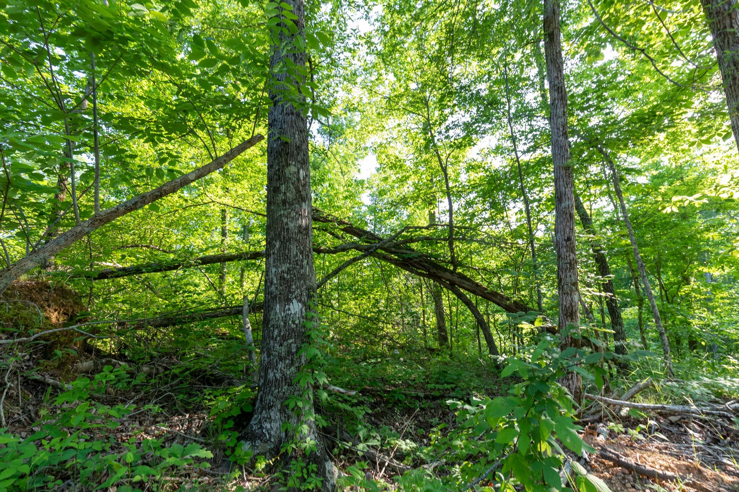 Cedar Creek Tract 58 photo 8