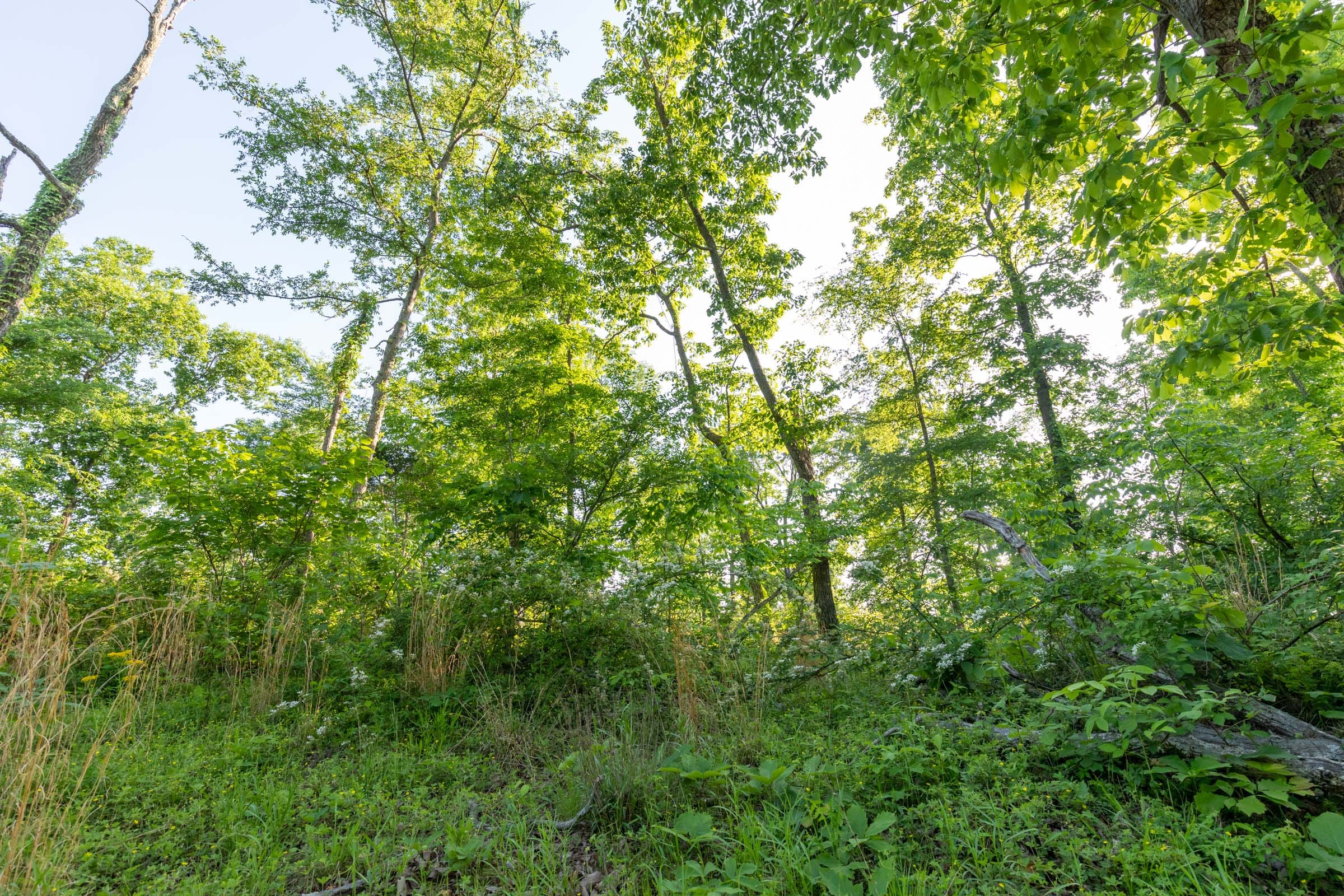 Cedar Creek Tract 58 photo 9