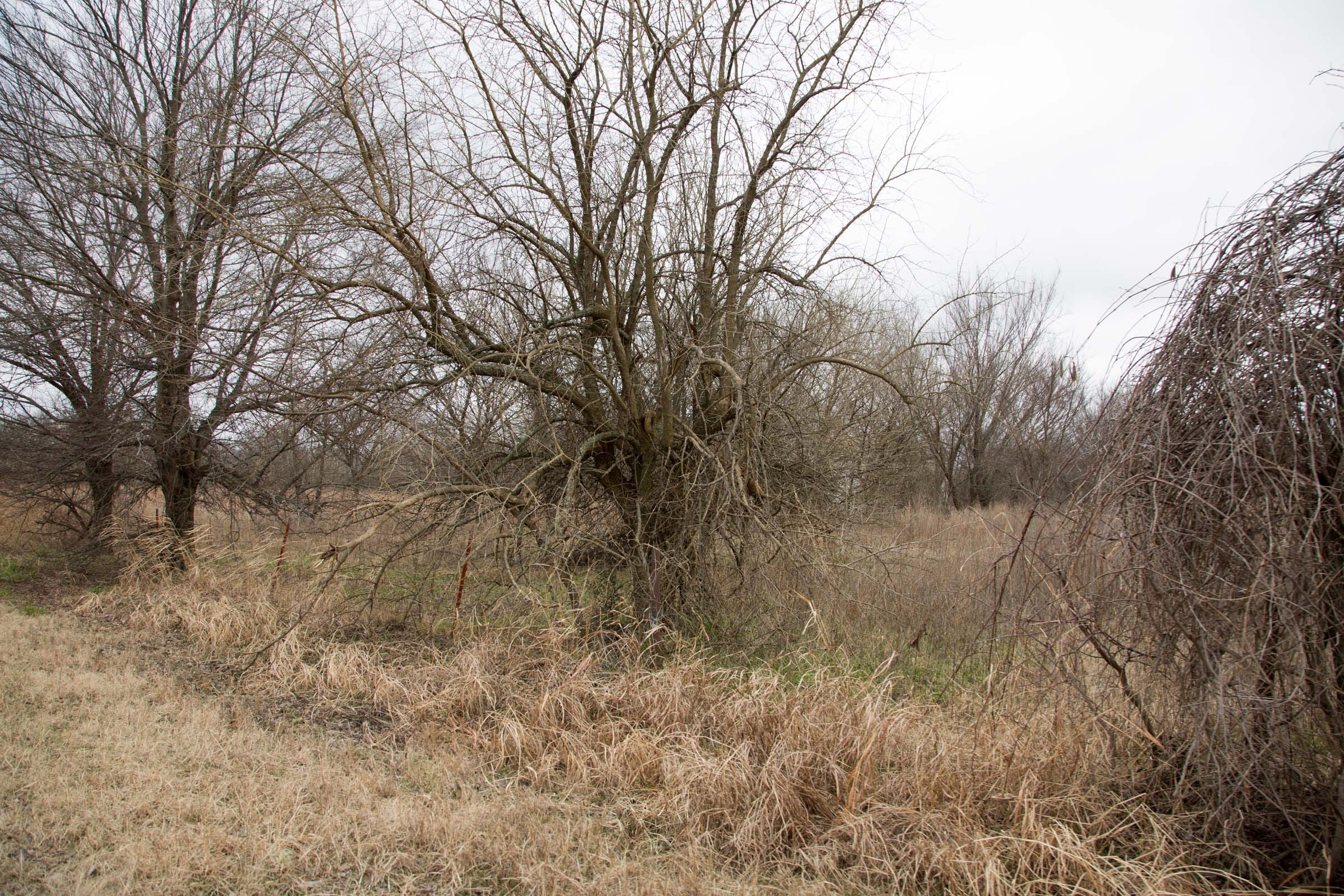 Canadian Plains Tract 2 photo 2