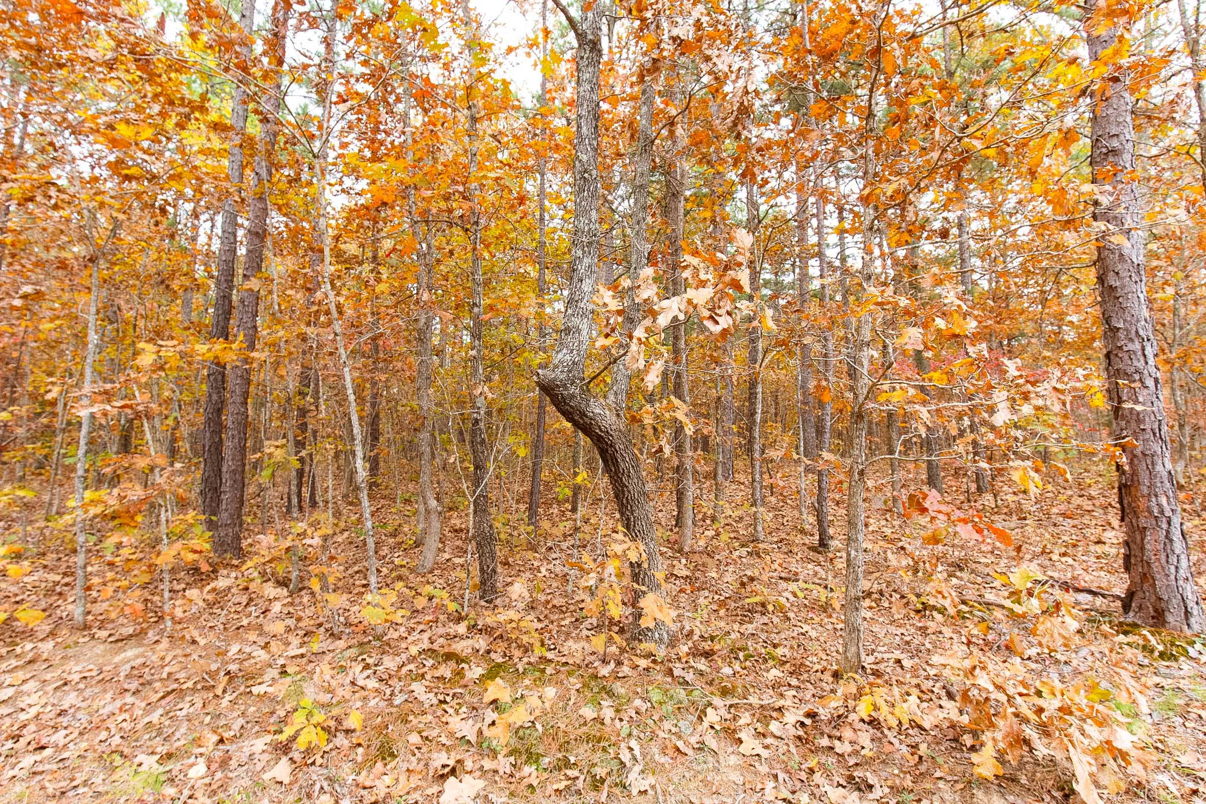 Hawkcrest Tract 7 photo 3