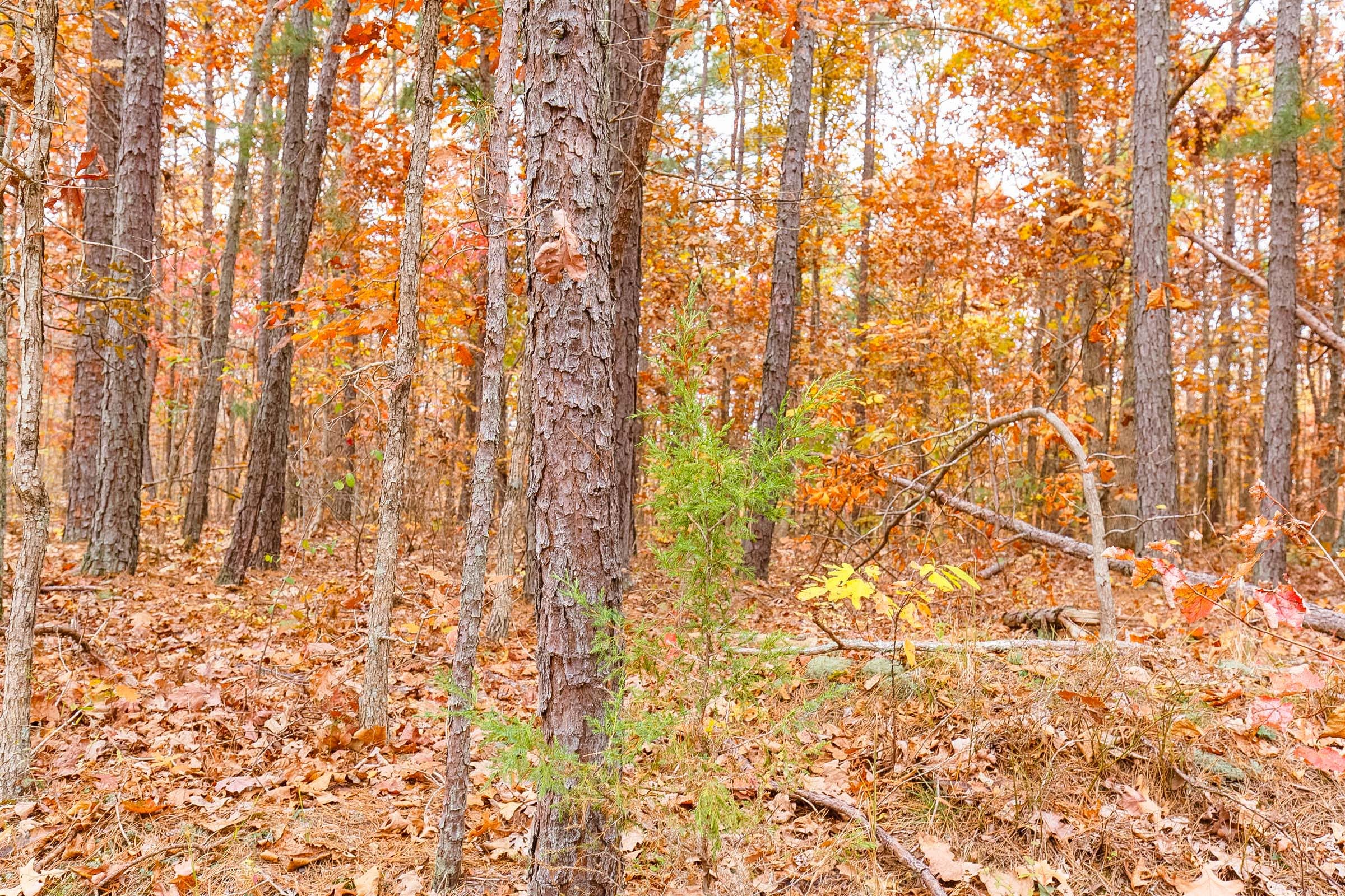 Hawkcrest Tract 7 photo 6