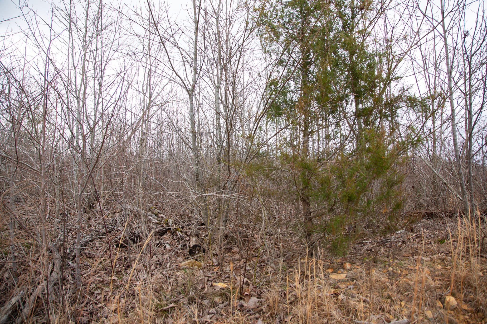 Southwind Ranch Tract 18 photo 4