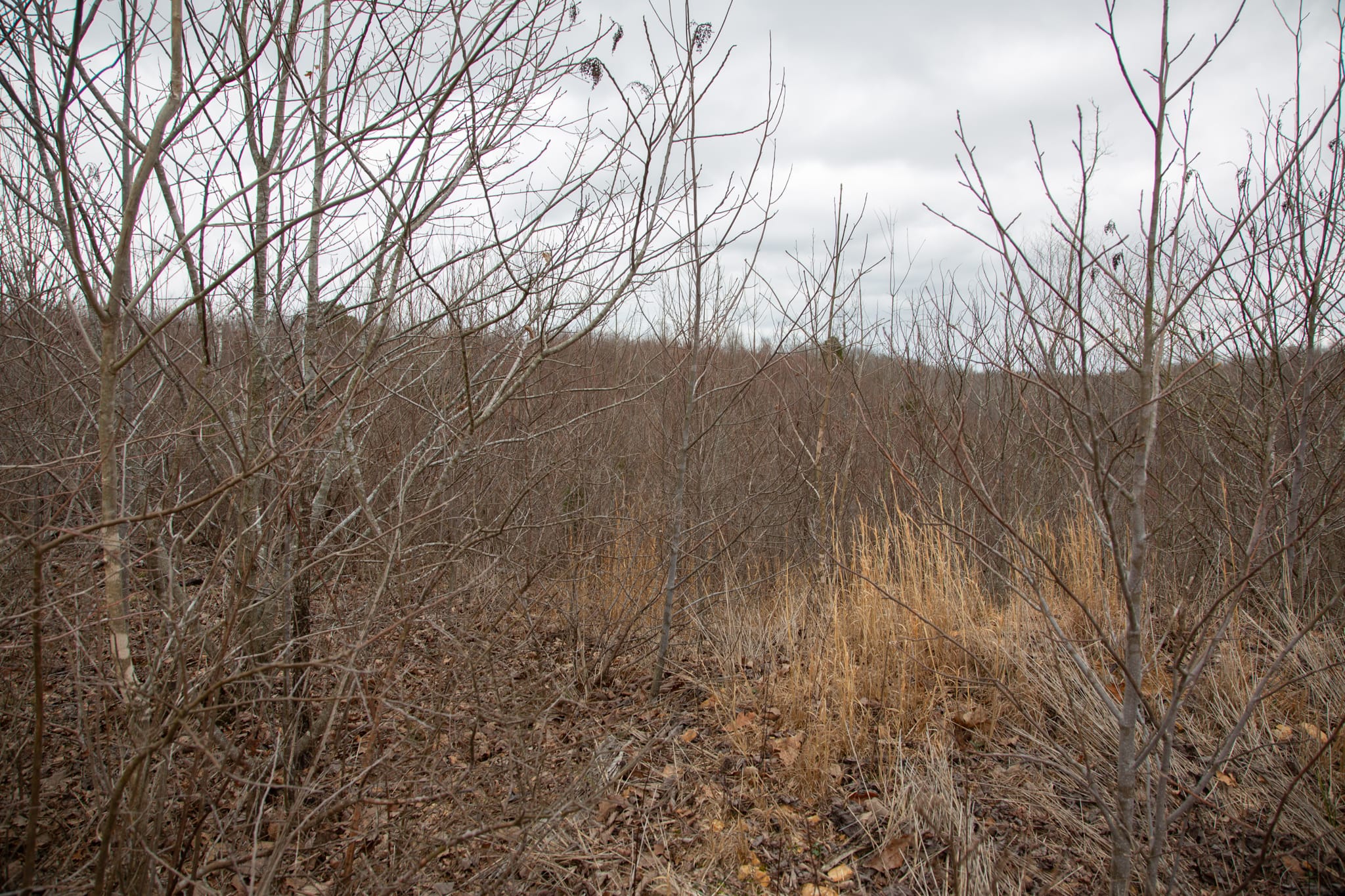 Southwind Ranch Tract 18 photo 6