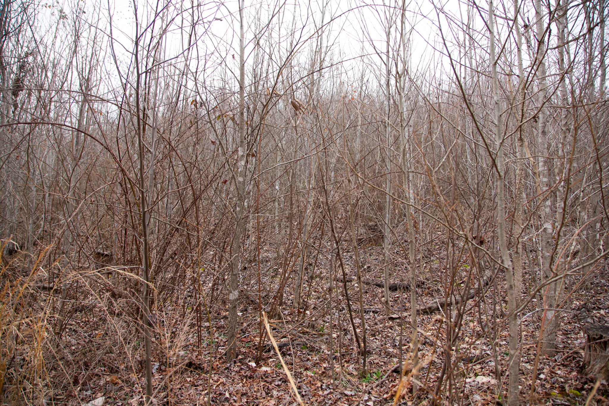 Southwind Ranch Tract 18 photo 10