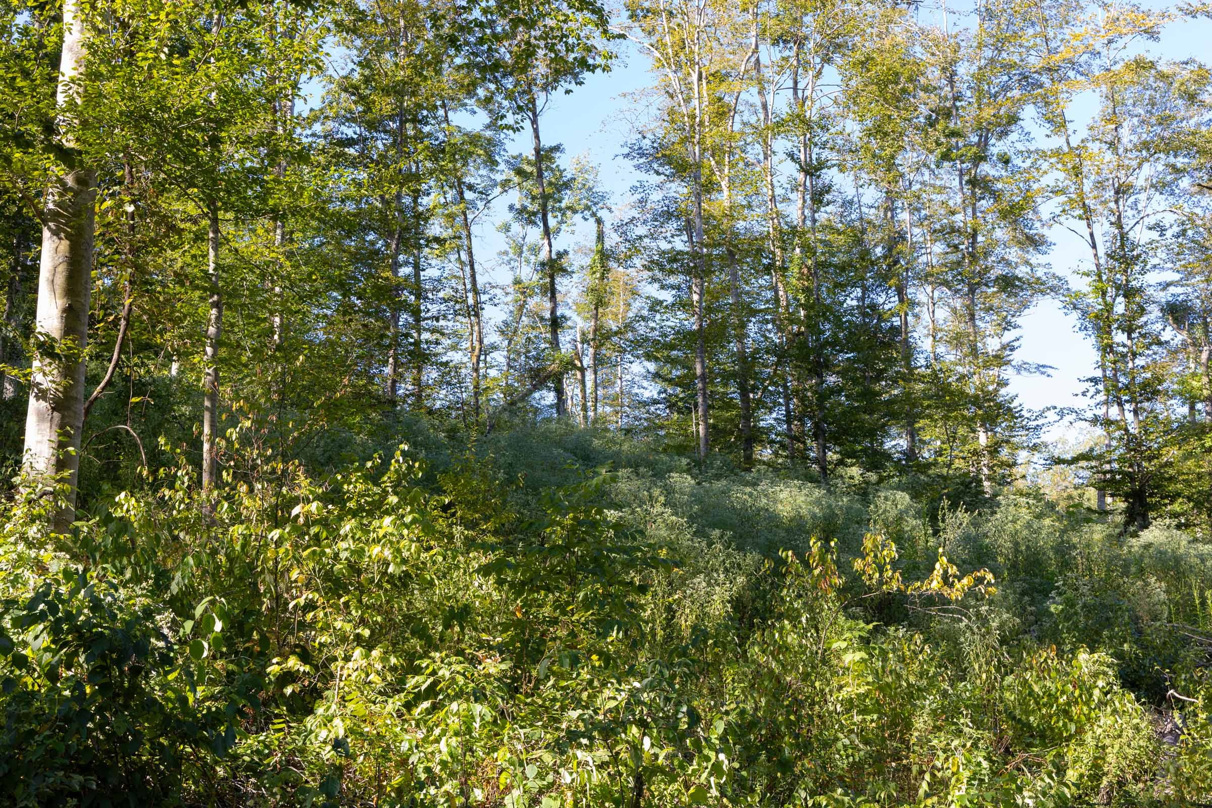 Big White Oak Tract 8 photo 8