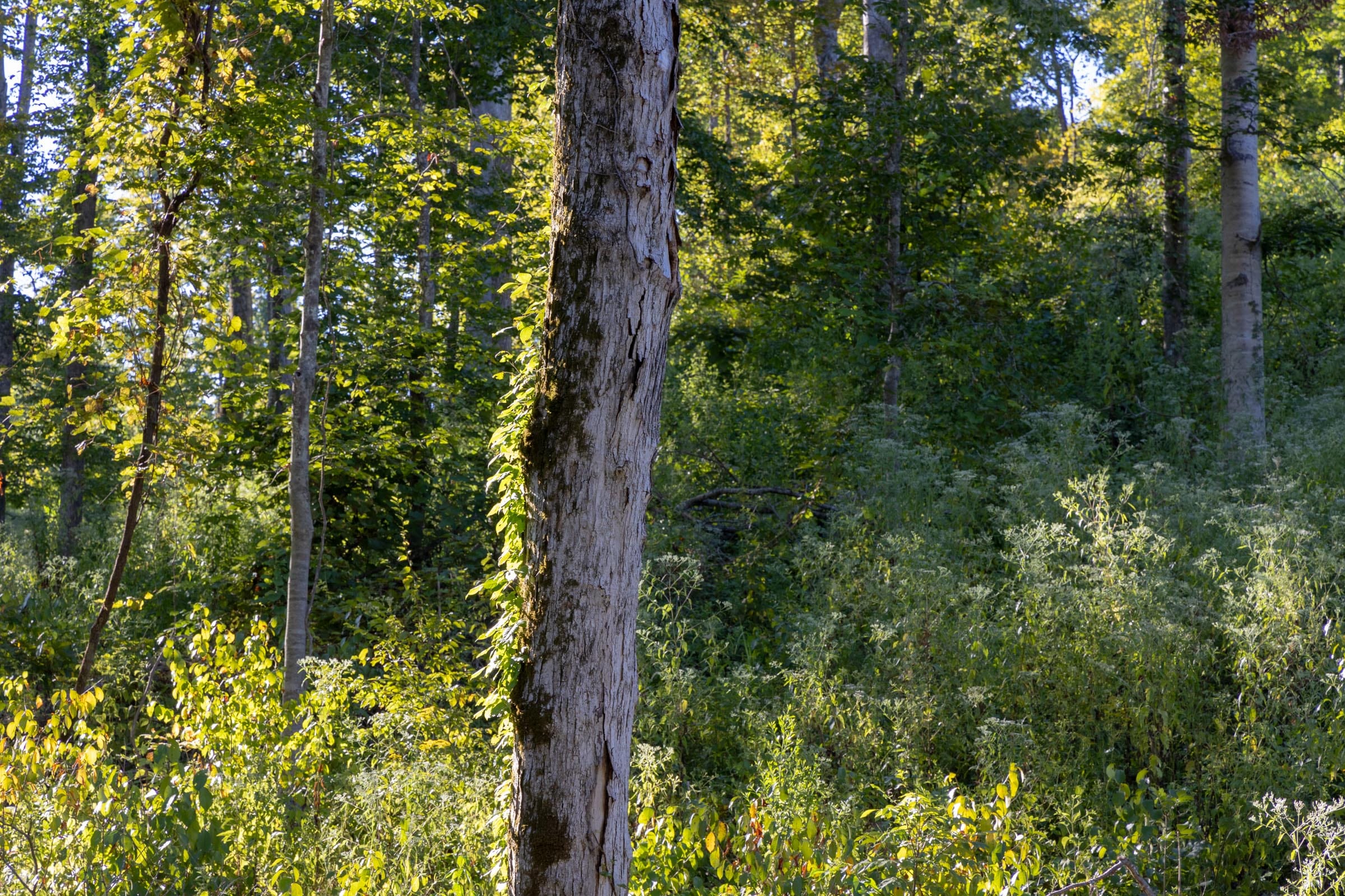 Big White Oak Tract 8 photo 6