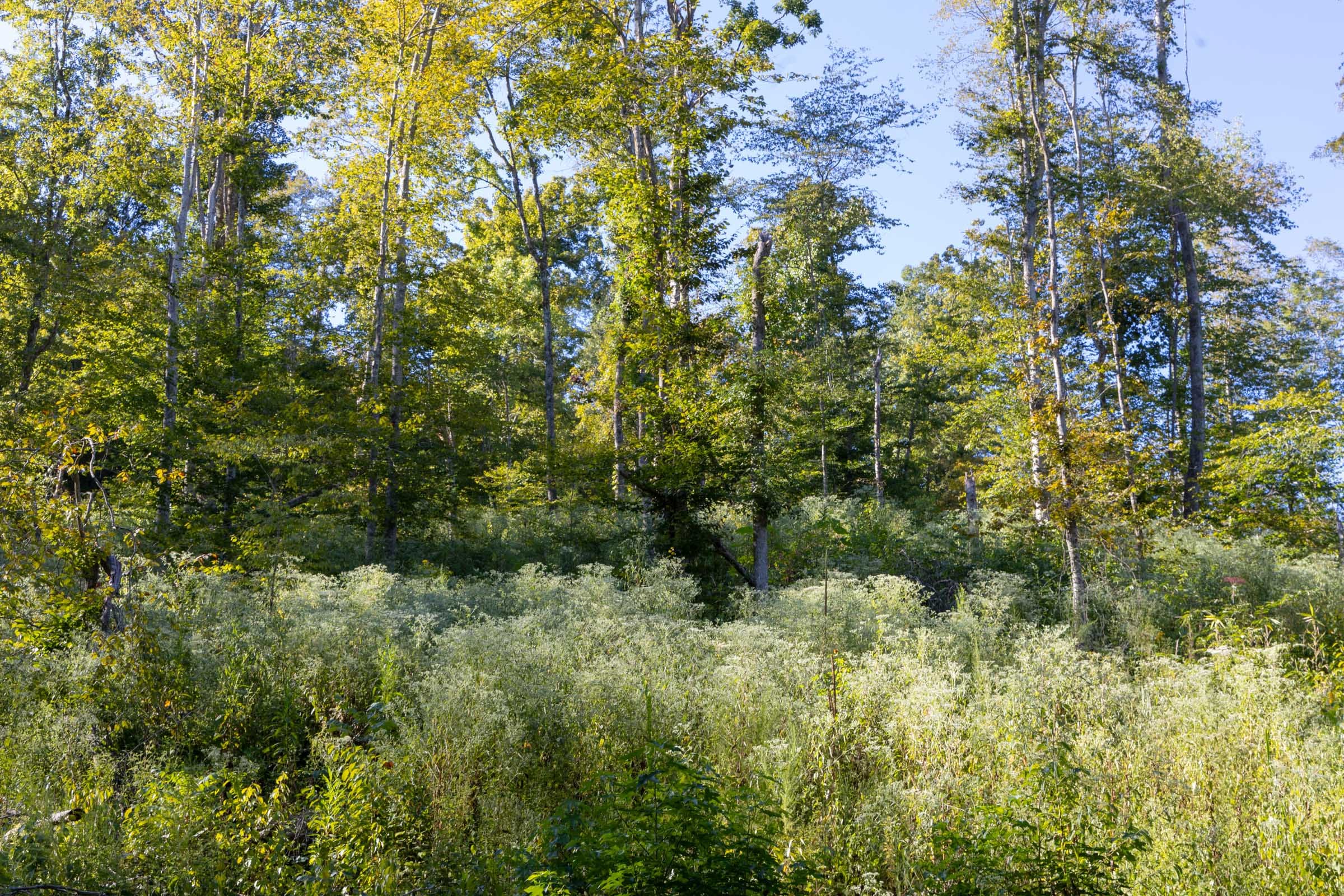 Big White Oak Tract 8 photo 5