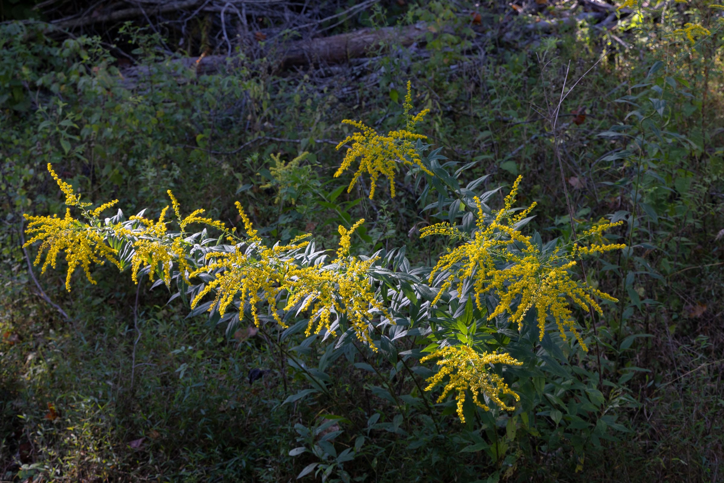 Big White Oak Tract 8 photo 3