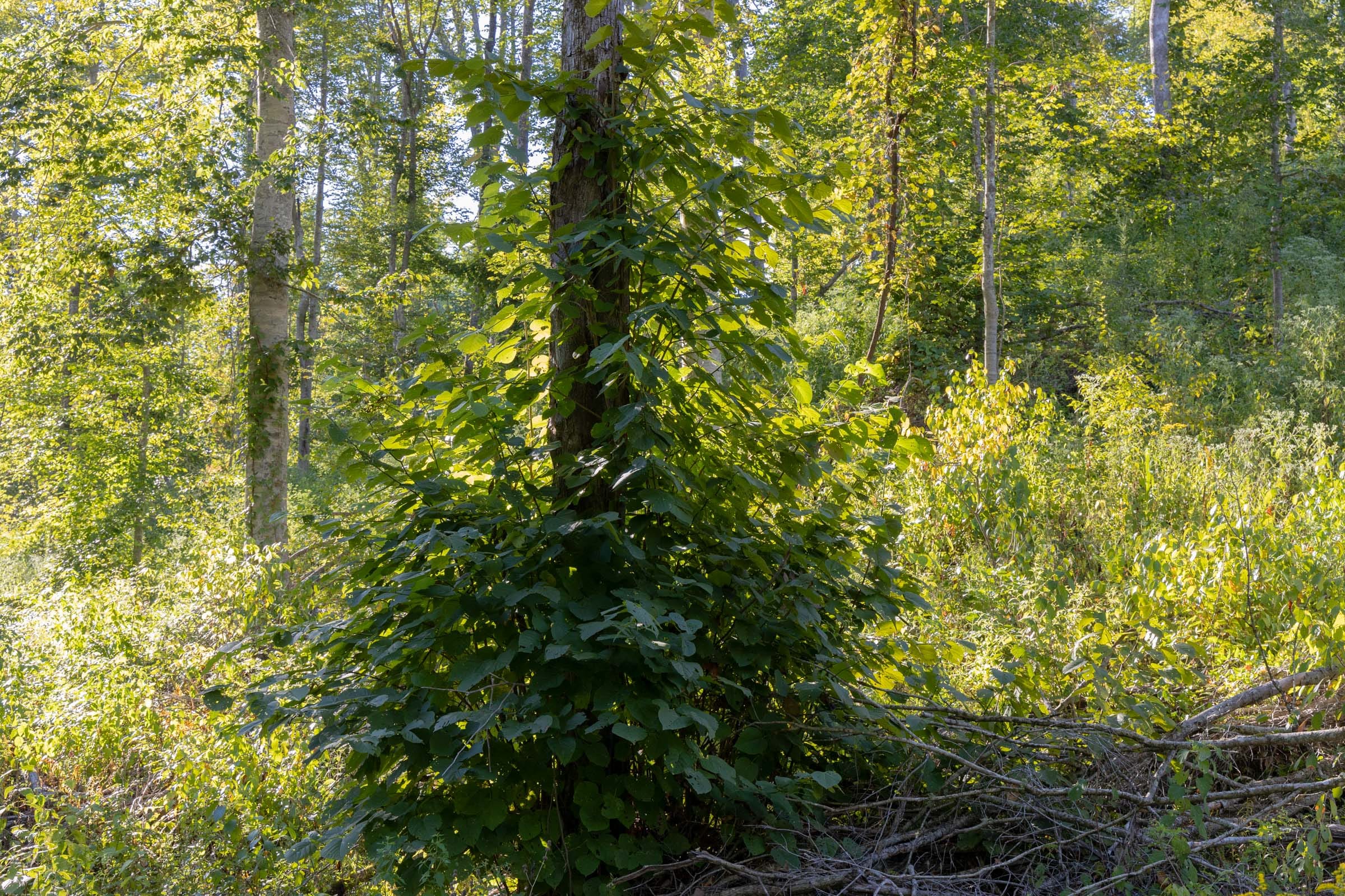 Big White Oak Tract 8 photo 2
