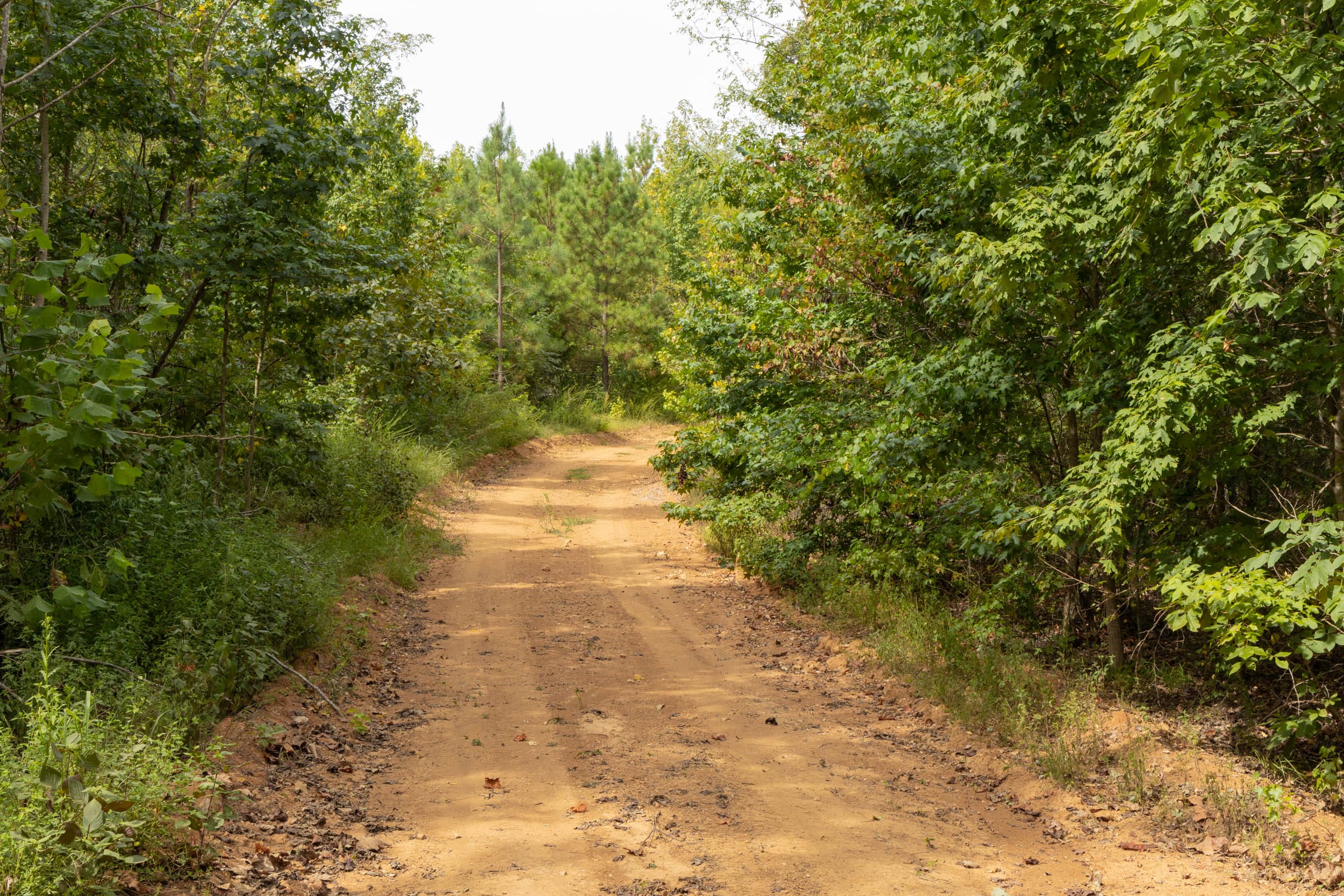 Big White Oak Tract 61 photo 1