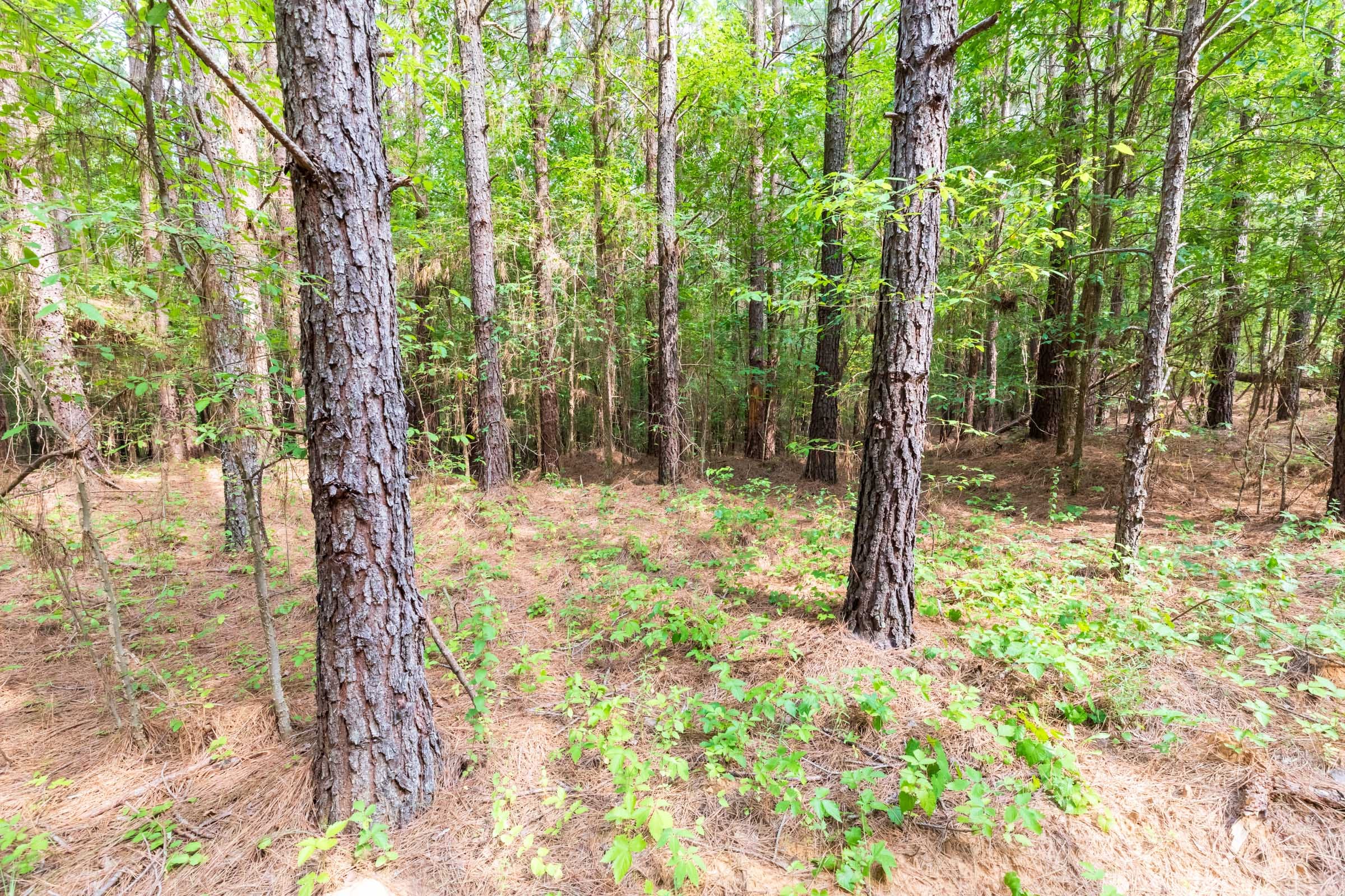 Whiskey Ridge Tract 22 photo 2