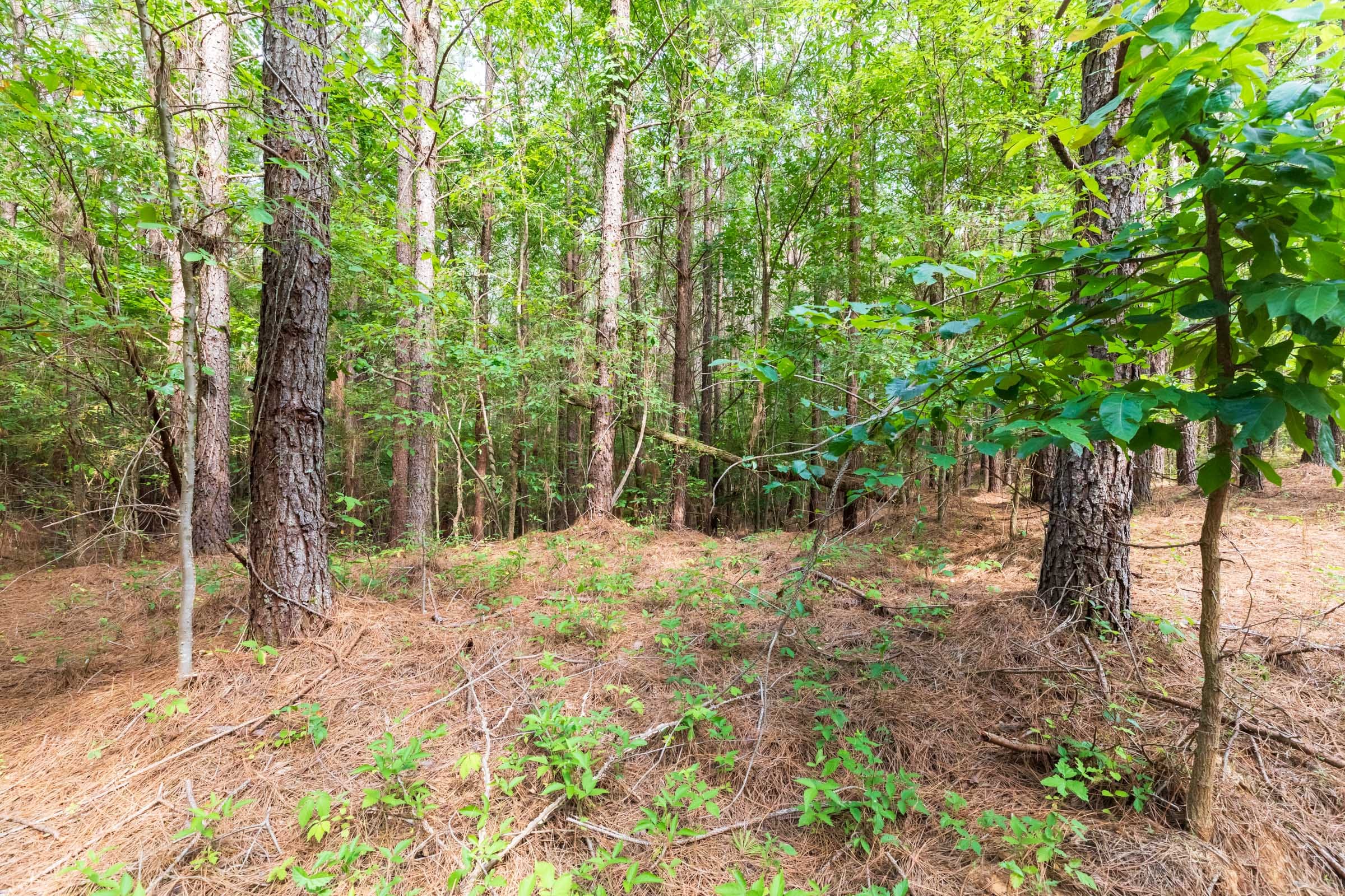 Whiskey Ridge Tract 22 photo 3