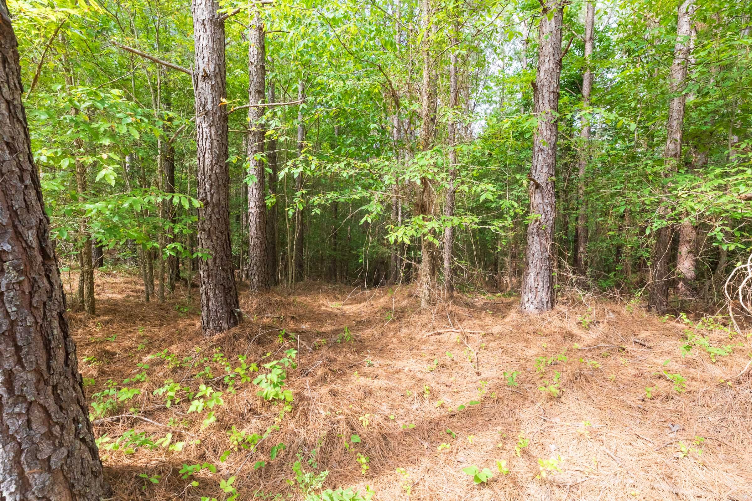Whiskey Ridge Tract 22 photo 6