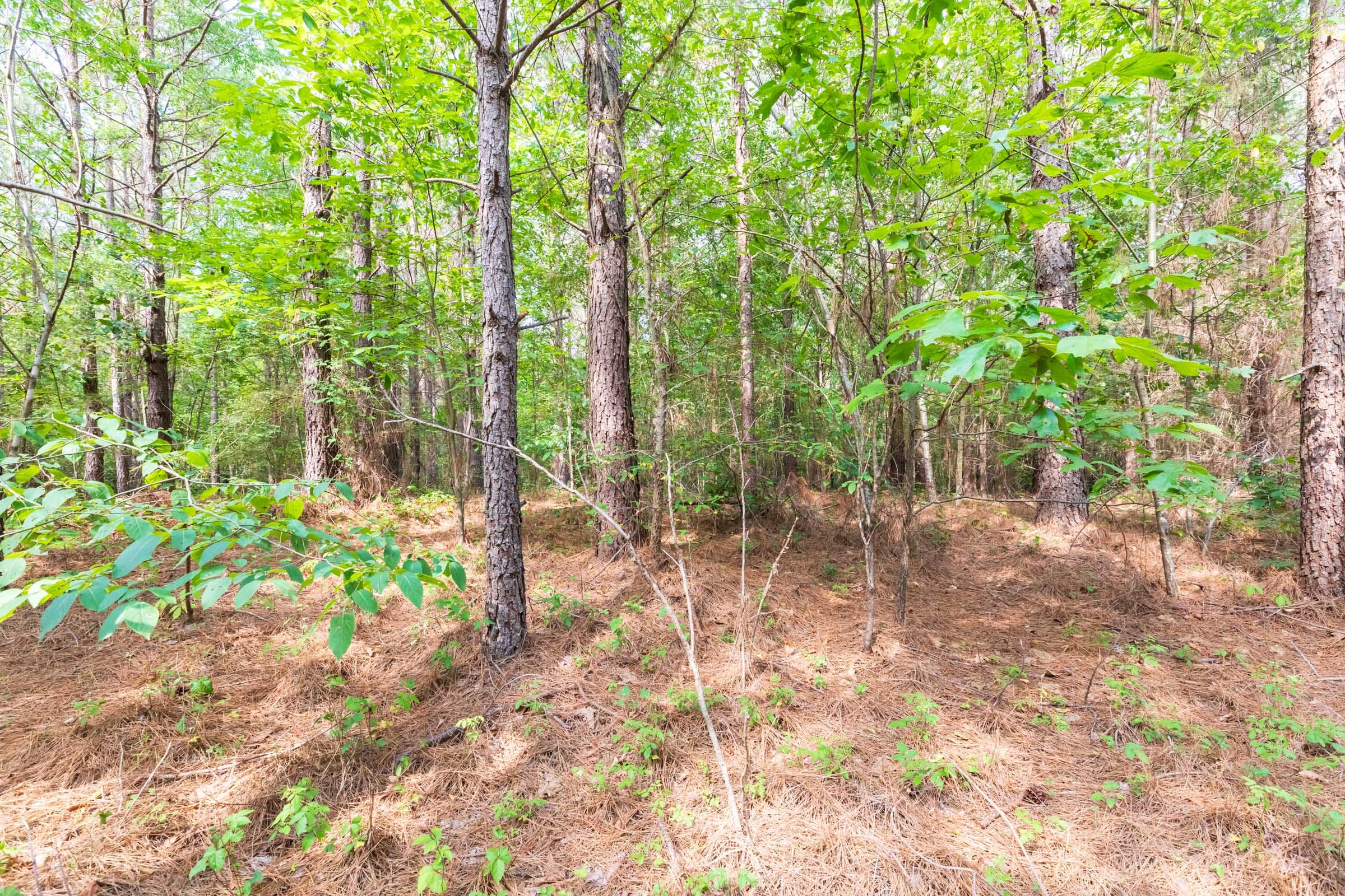 Whiskey Ridge Tract 22 photo 8