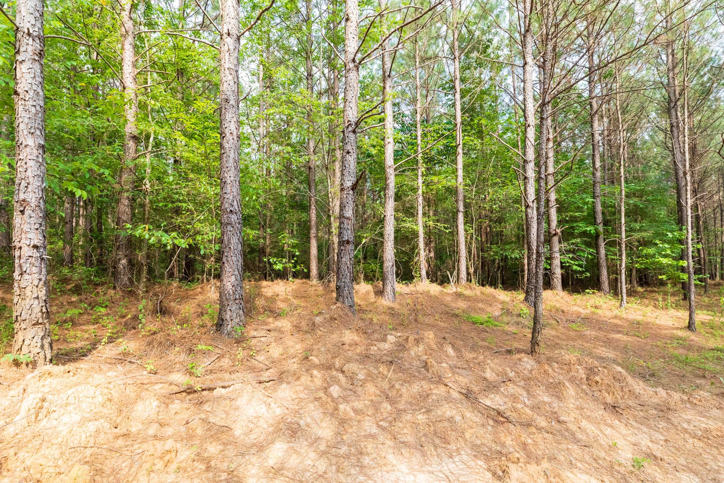 Whiskey Ridge Tract 22 photo 7