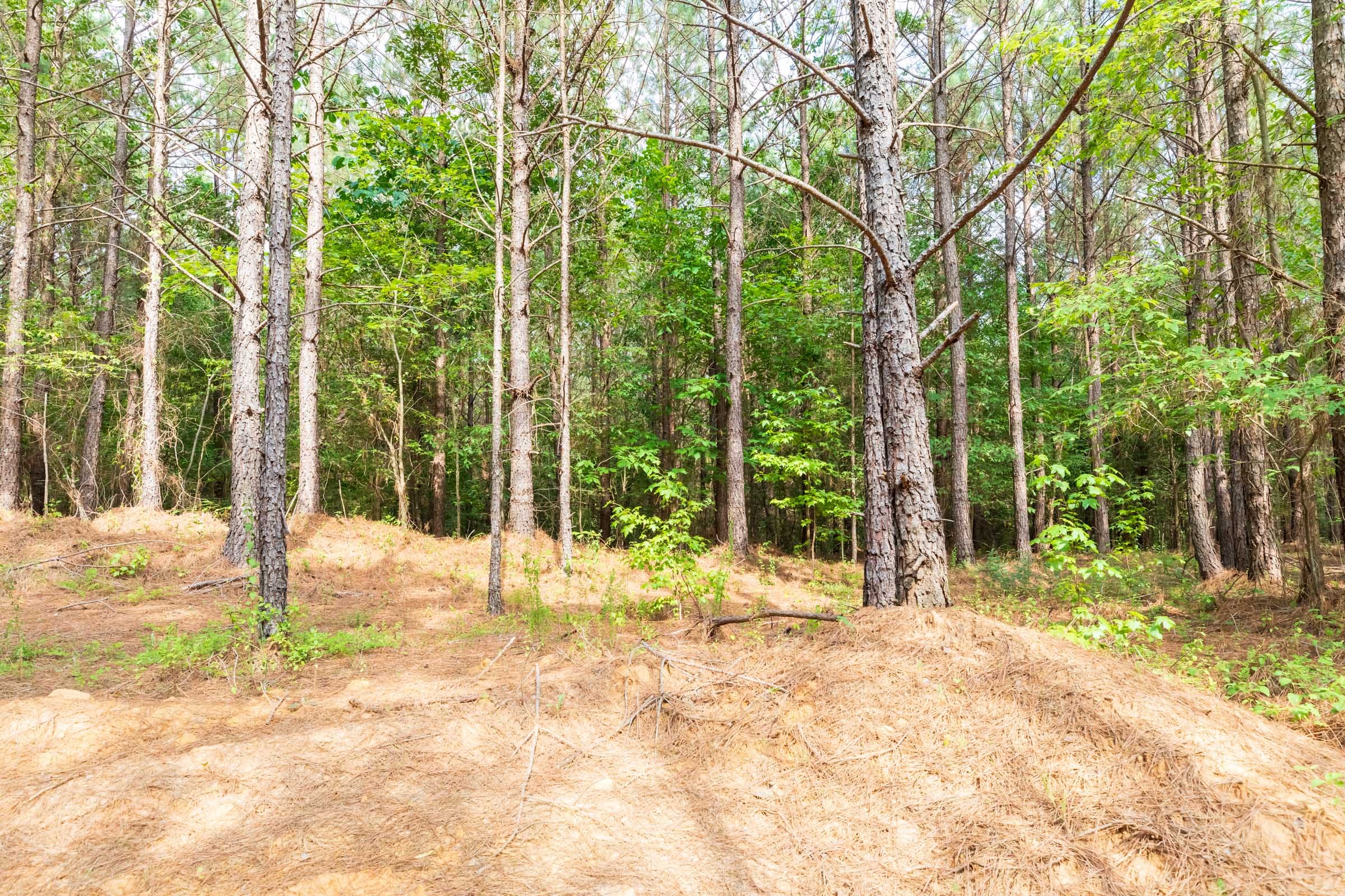 Whiskey Ridge Tract 22 photo 10