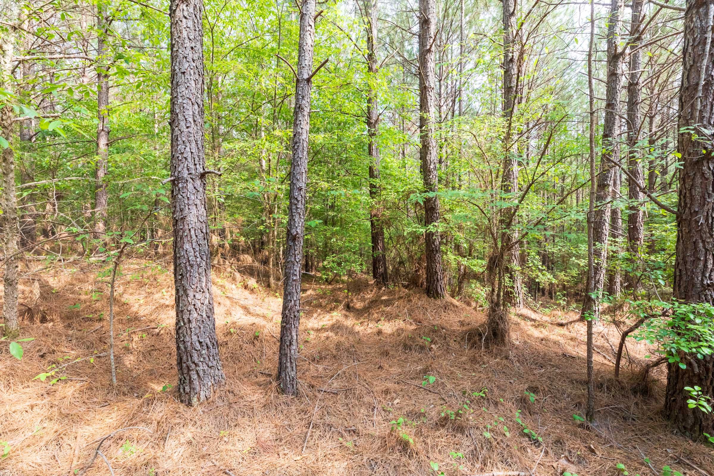 Whiskey Ridge Tract 22 photo 11
