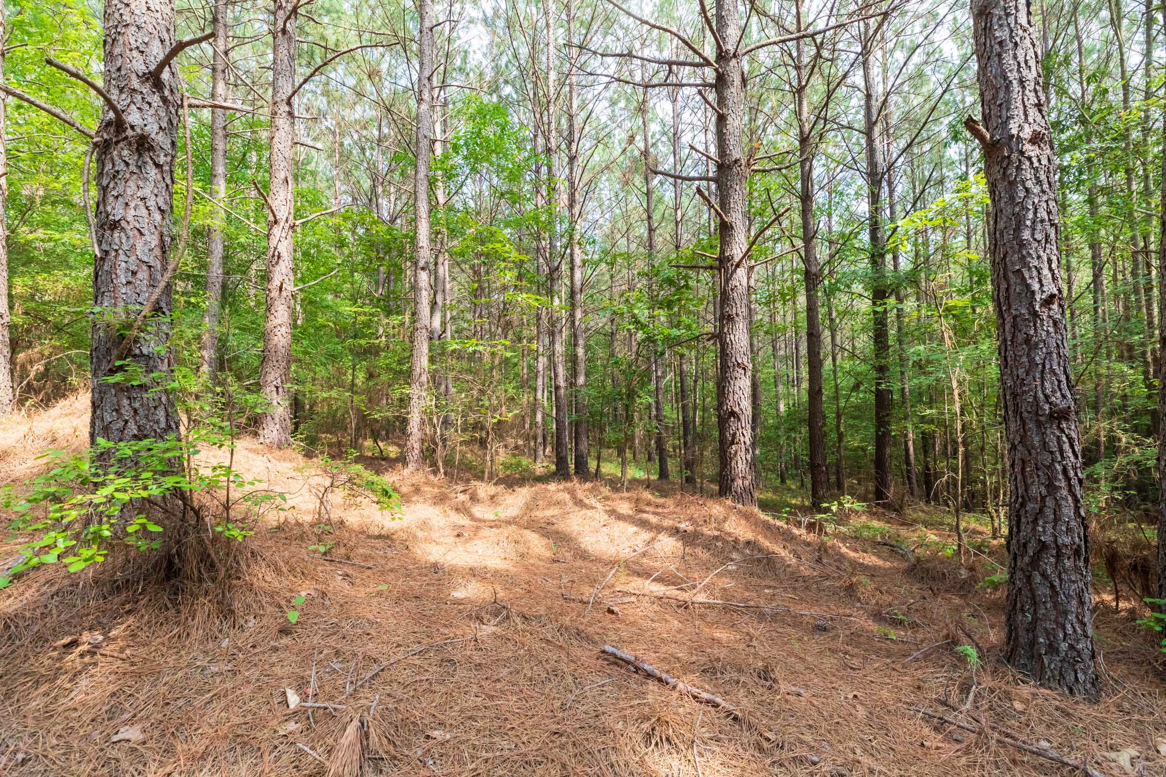 Whiskey Ridge Tract 22 photo 13
