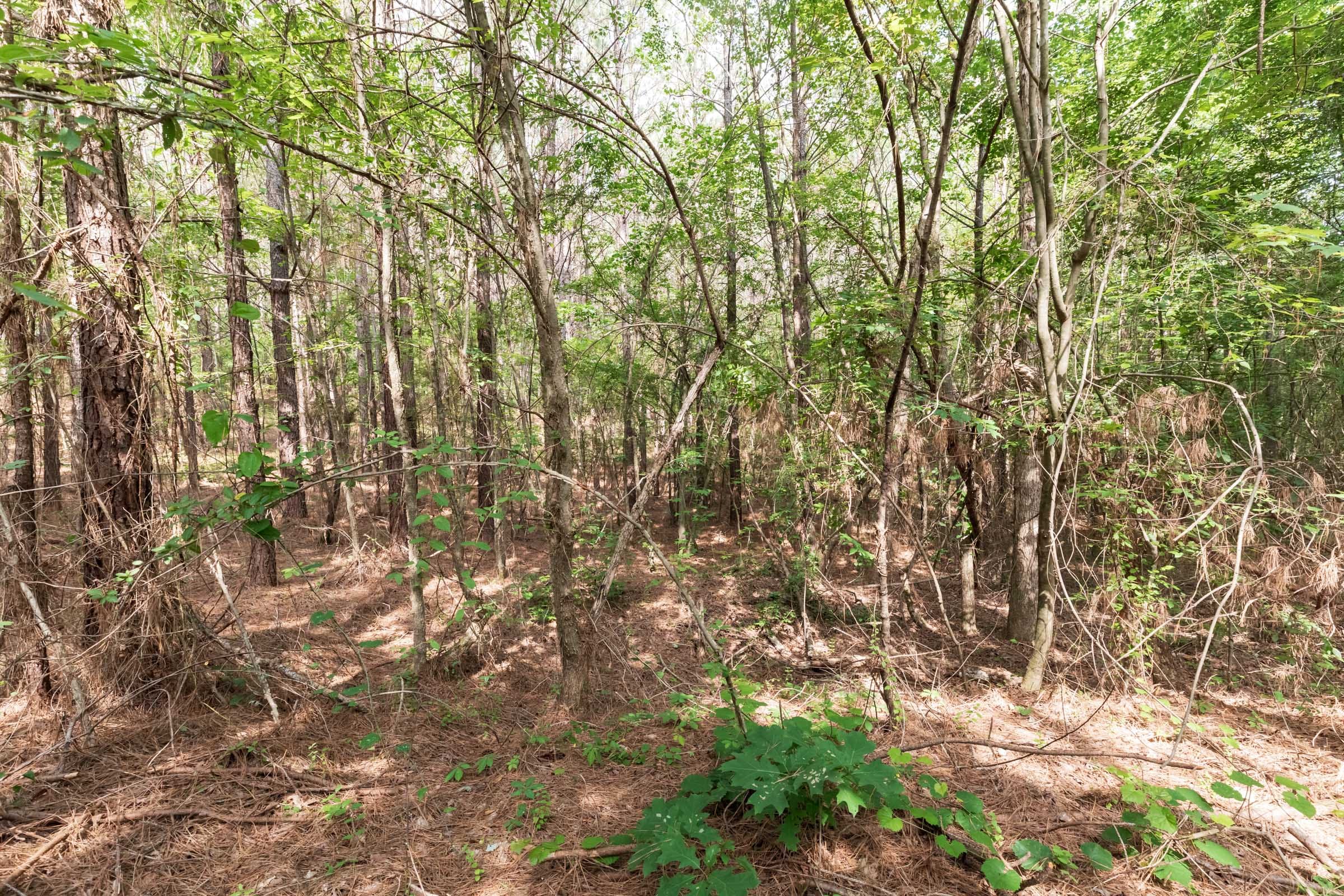 Whiskey Ridge Tract 22 photo 12