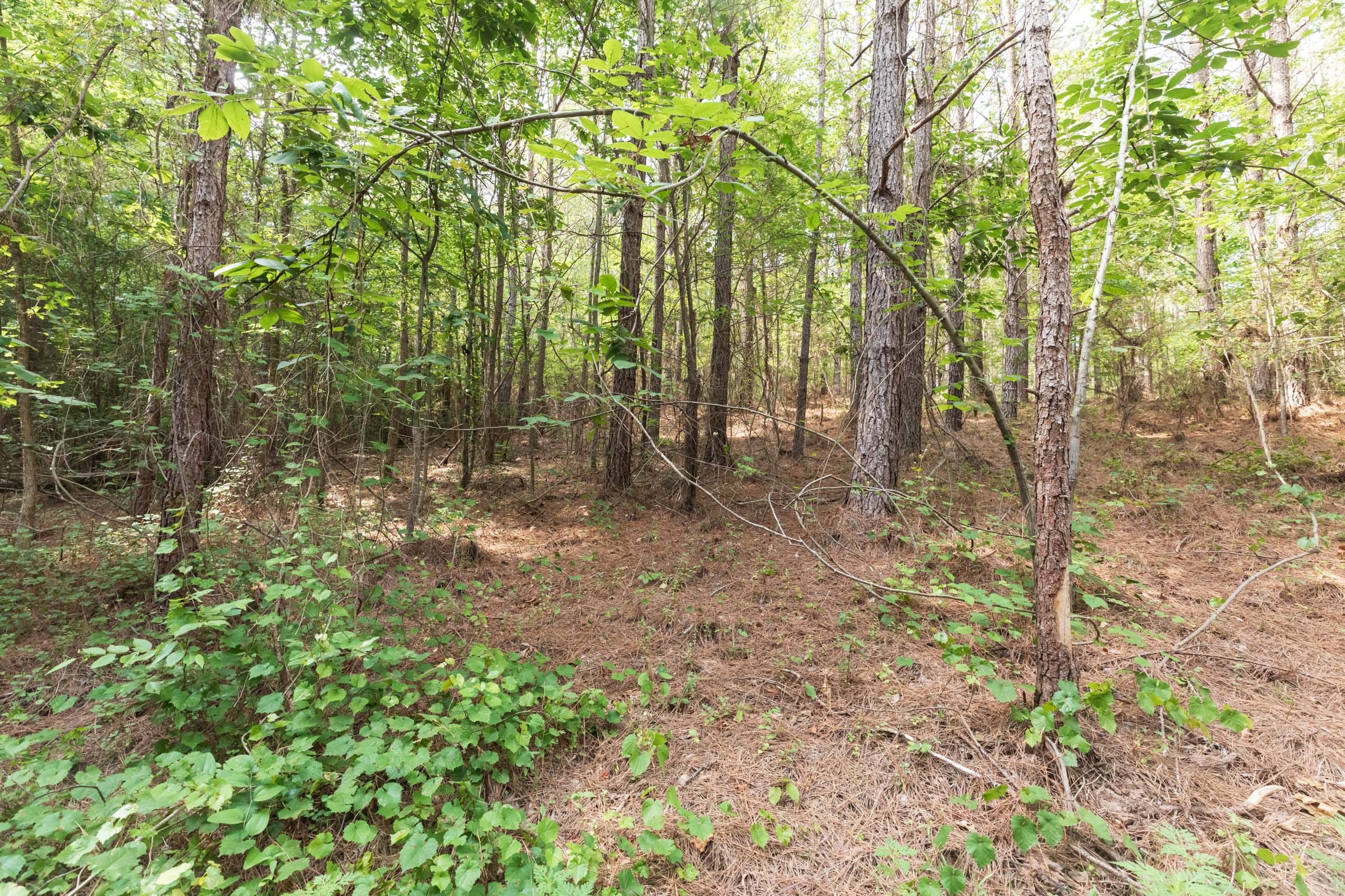 Whiskey Ridge Tract 22 photo 17