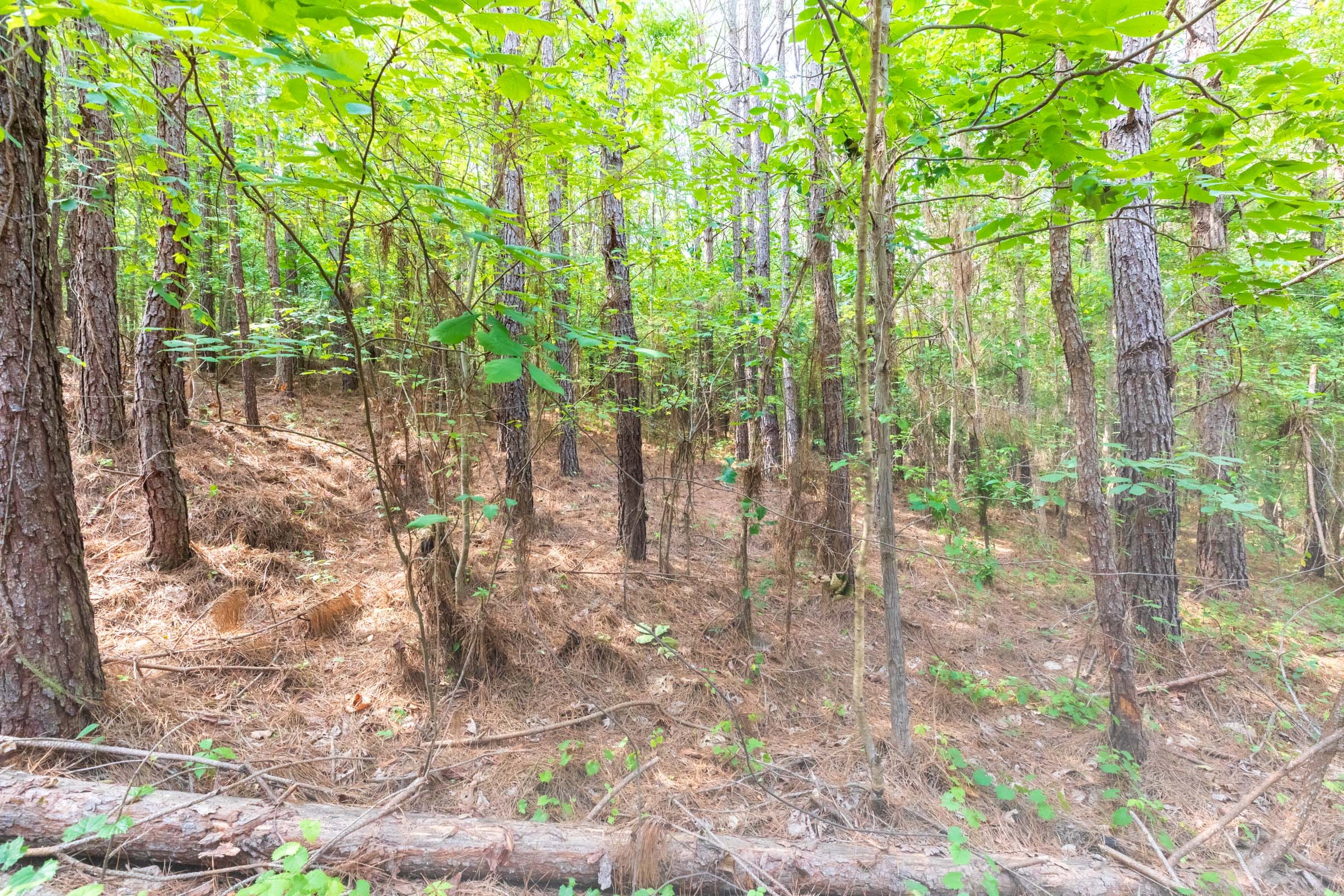 Whiskey Ridge Tract 22 photo 16