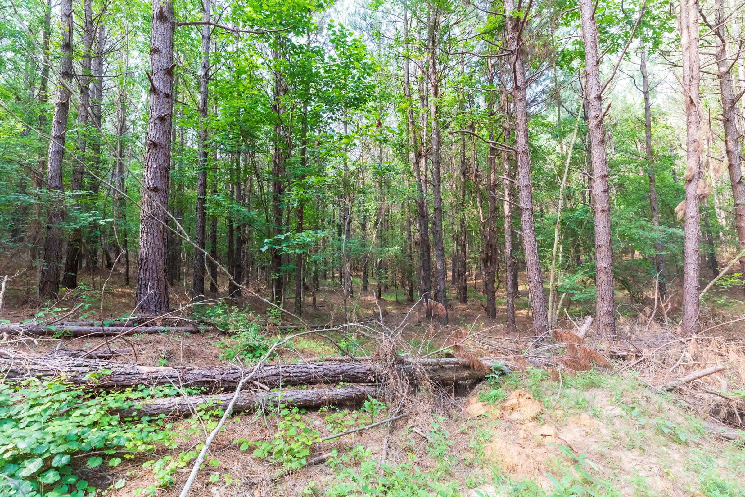 Whiskey Ridge Tract 22 photo 18
