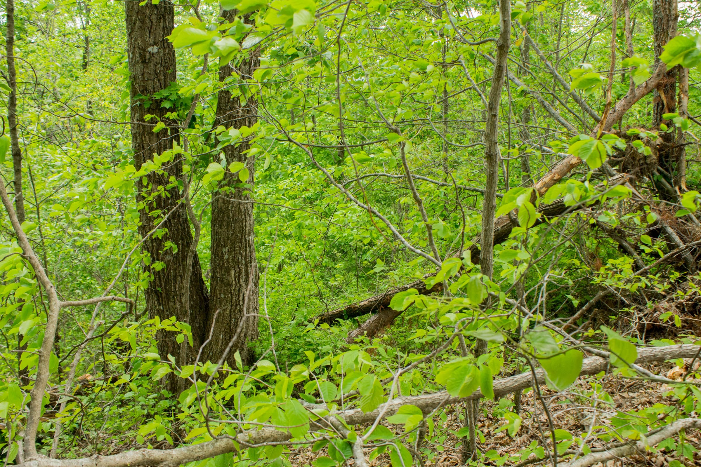 Trails End Tract 8 photo 3
