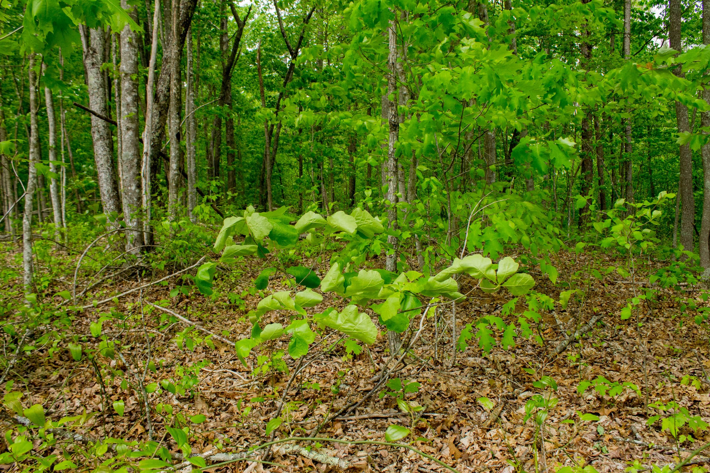 Trails End Tract 8 photo 5
