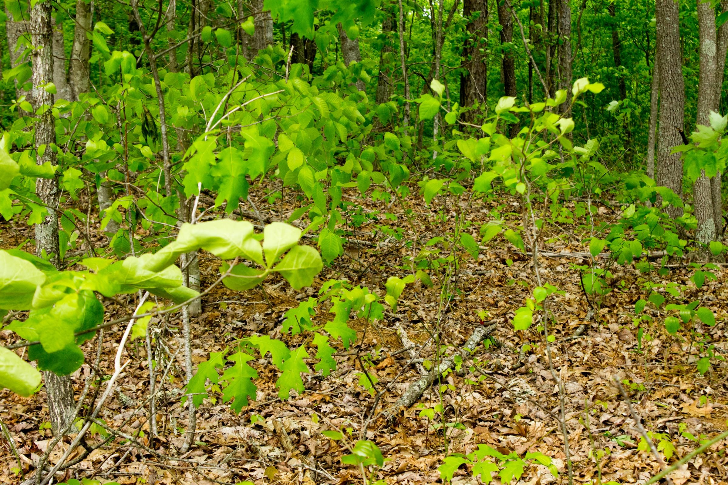 Trails End Tract 8 photo 7