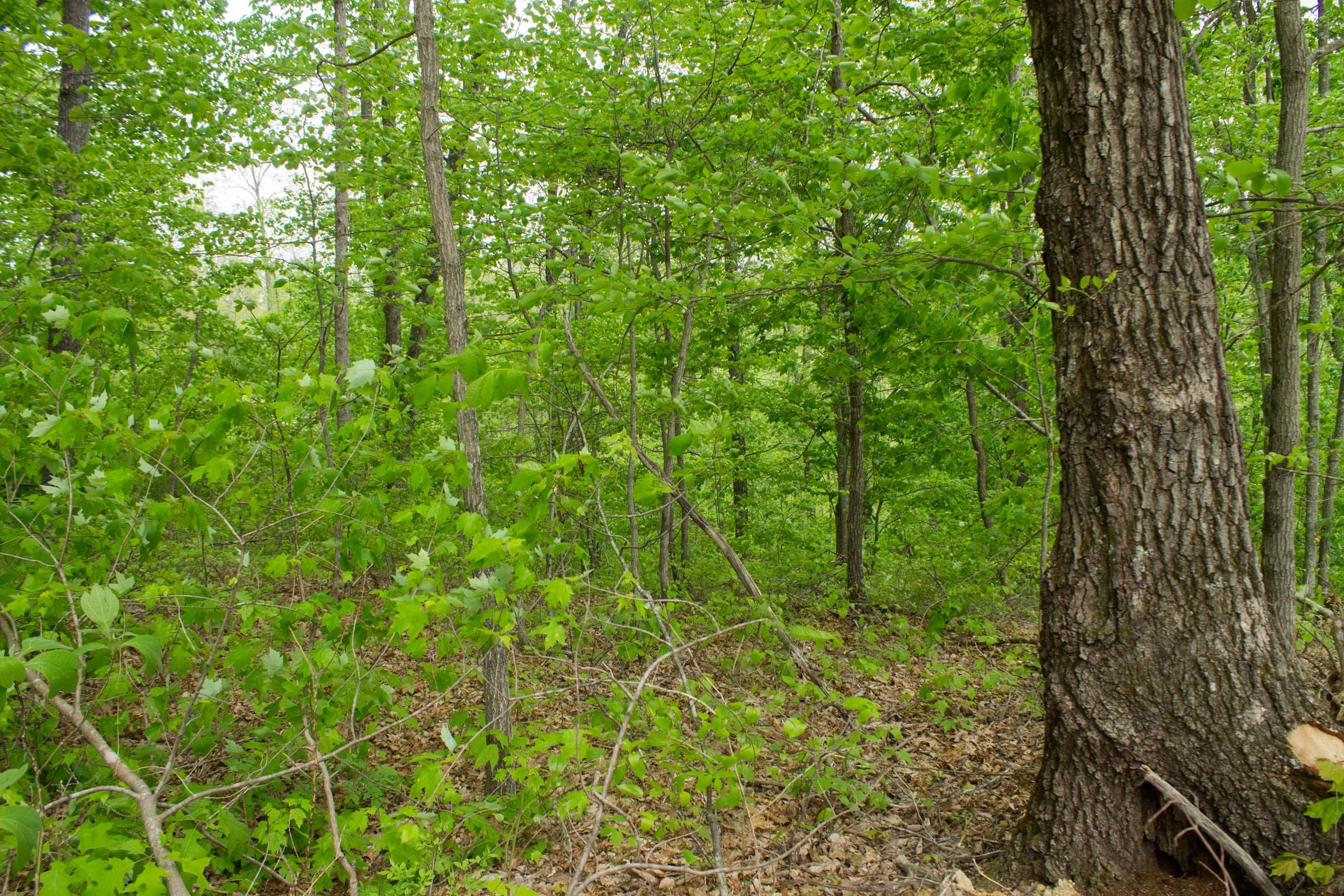 Trails End Tract 8 photo 9