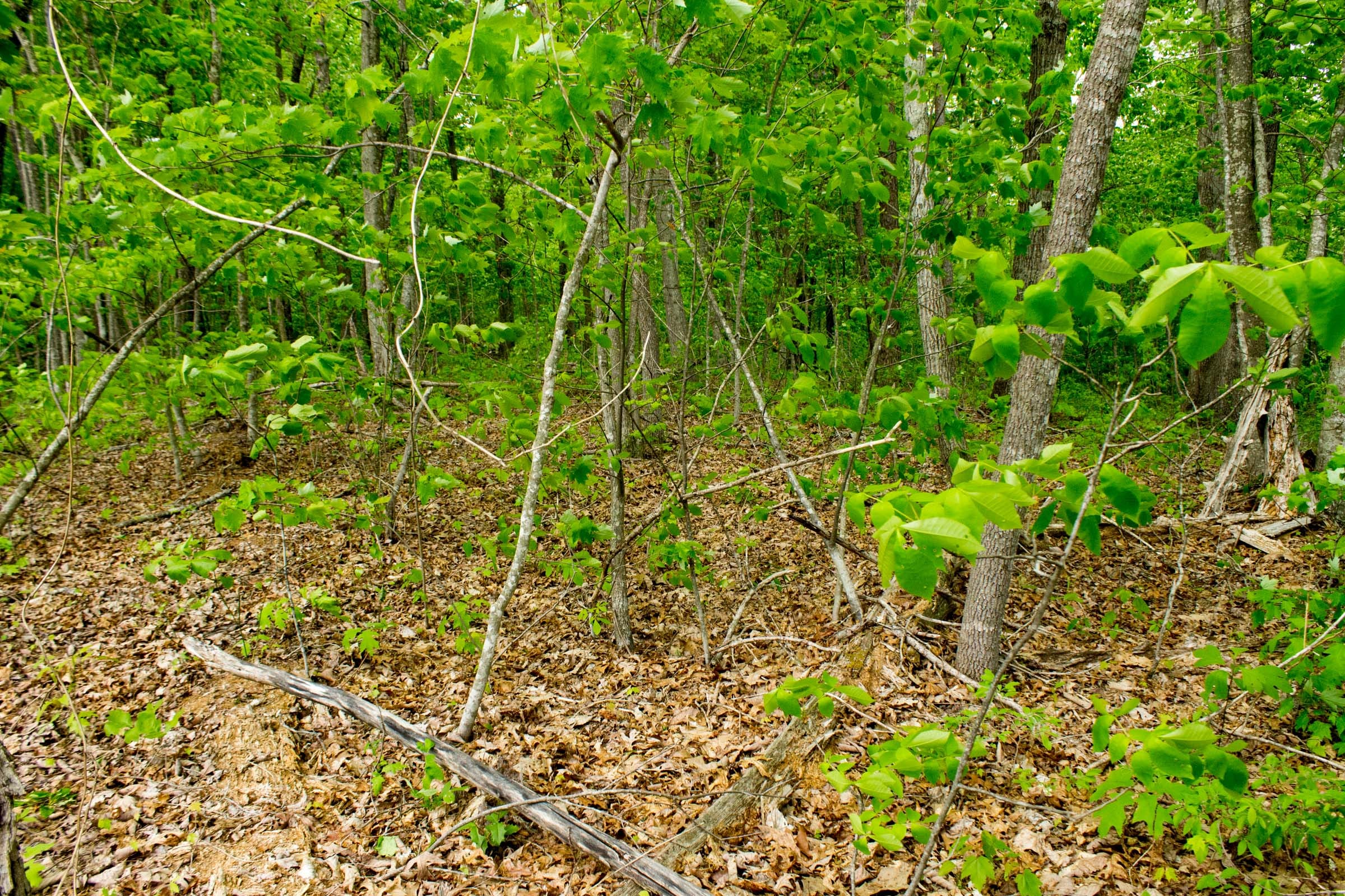 Trails End Tract 8 photo 10