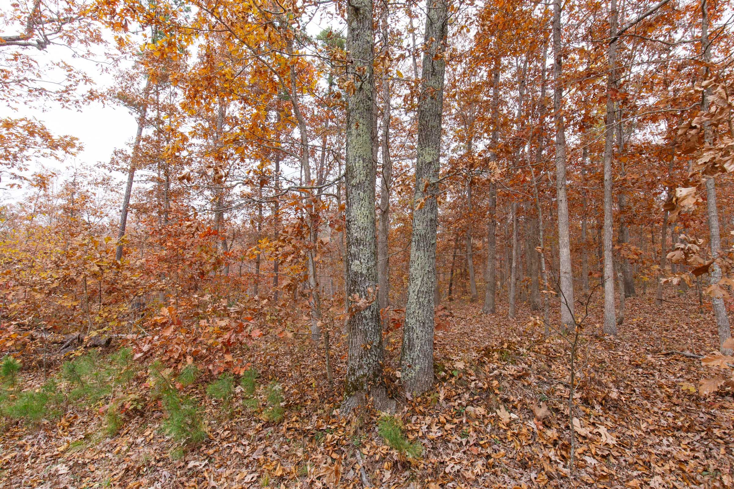 Hawkcrest Tract 20 photo 3