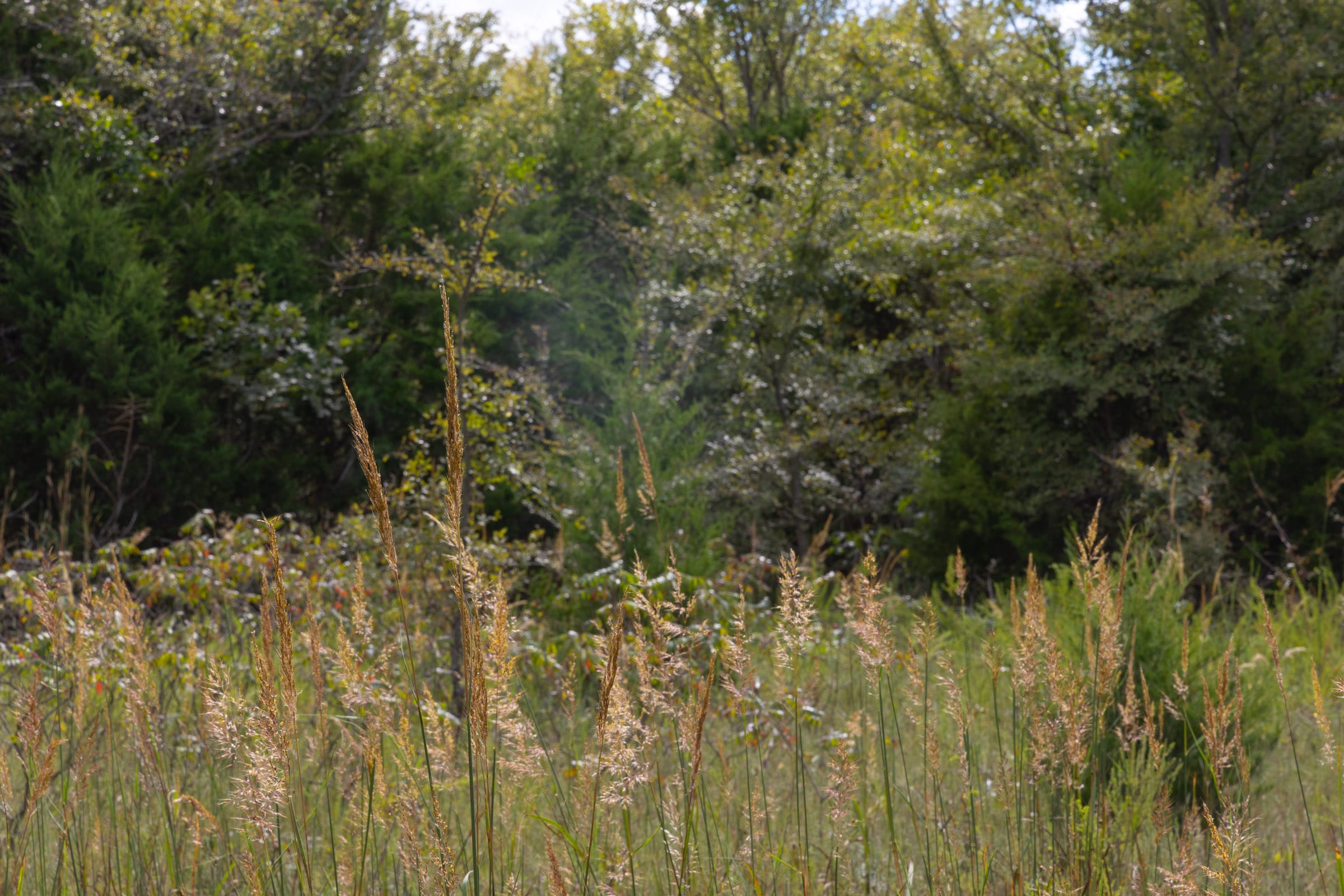 Reserves At Cattail Cove Phase II Tract 61 photo 7