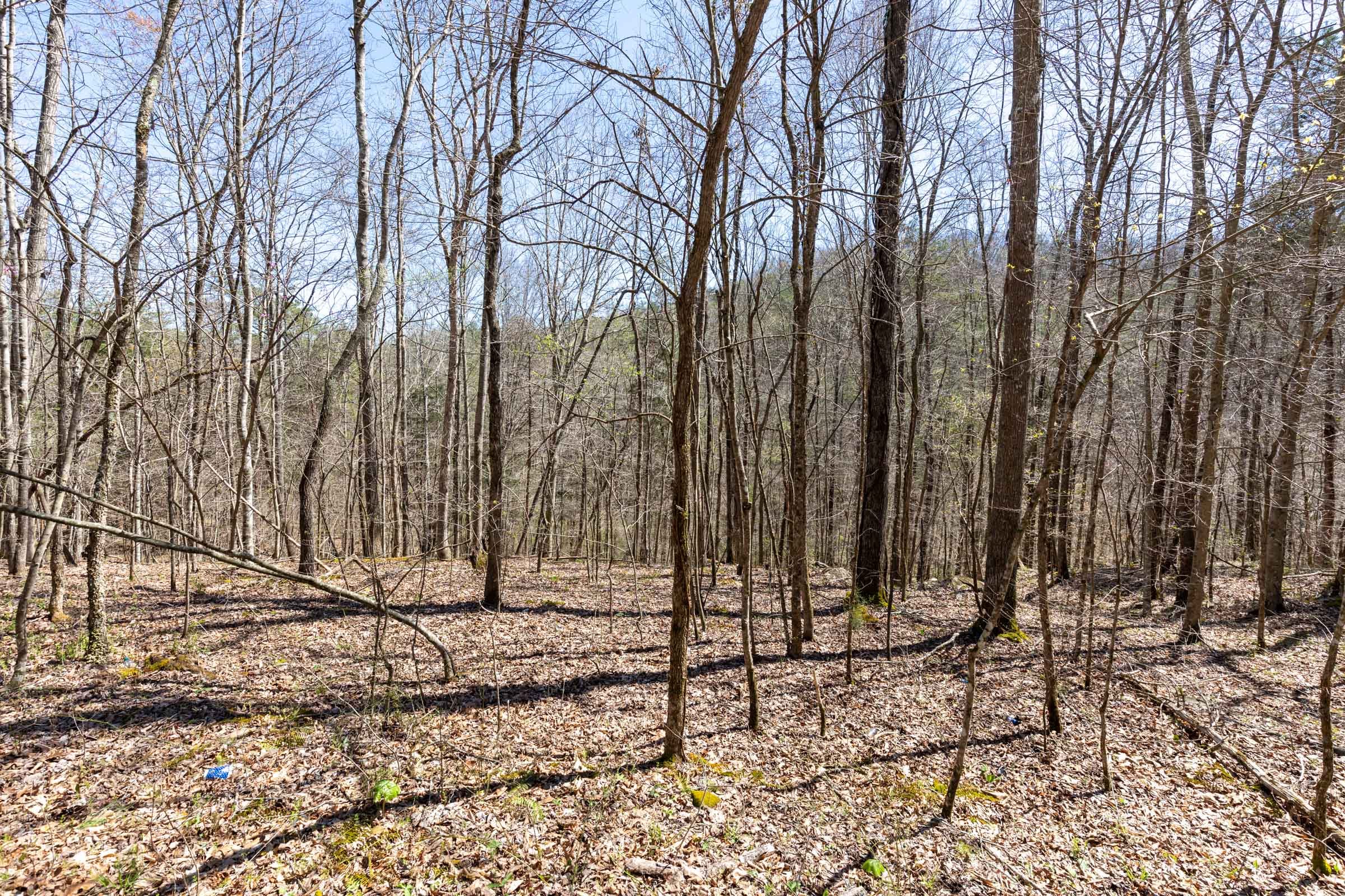 Woodland Heights Tract 11 photo 2