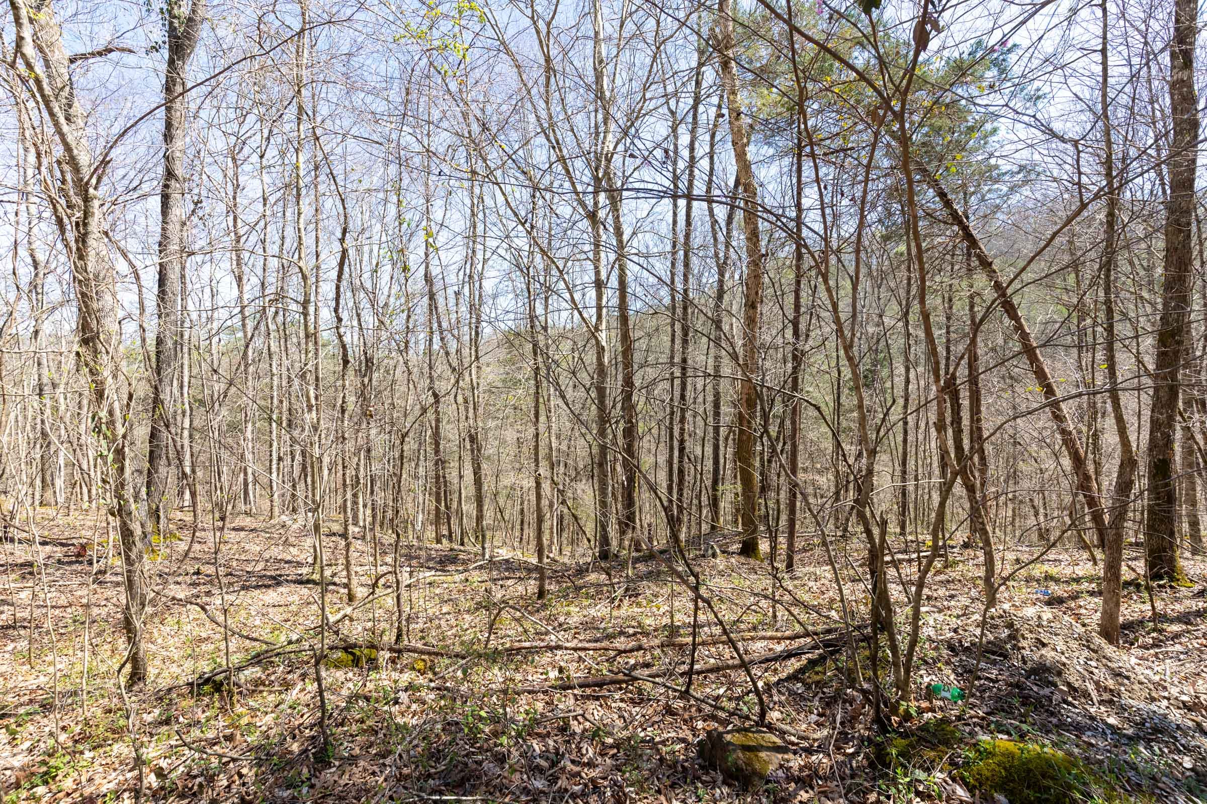 Woodland Heights Tract 11 photo 4