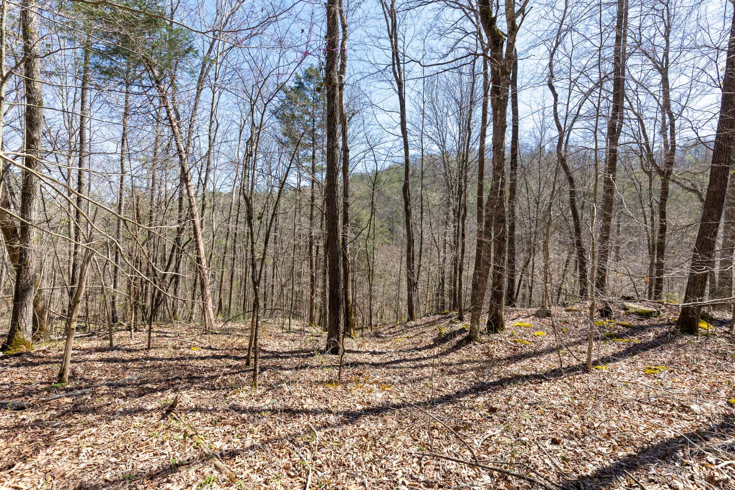 Woodland Heights Tract 11 photo 6