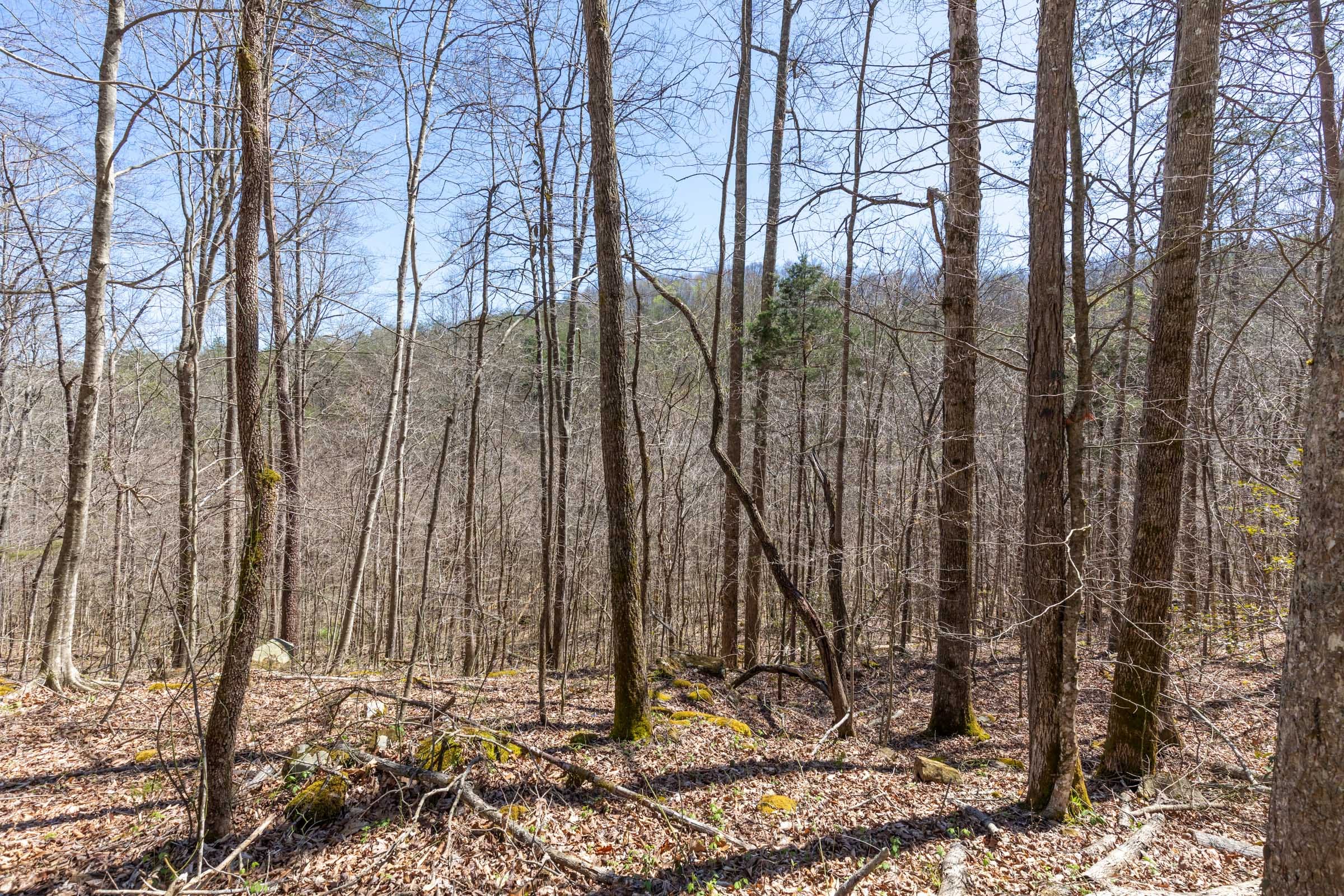 Woodland Heights Tract 11 photo 9