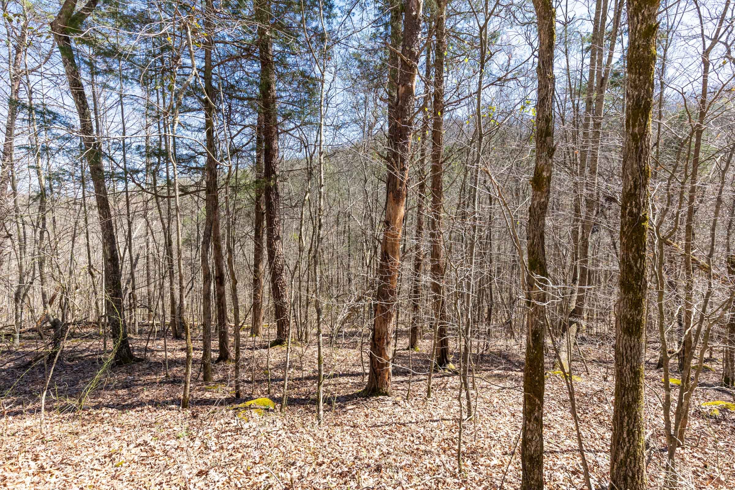 Woodland Heights Tract 11 photo 7