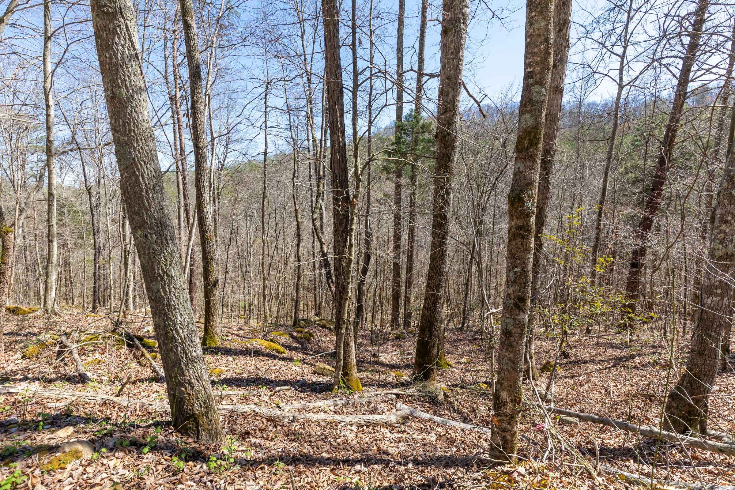 Woodland Heights Tract 11 photo 3