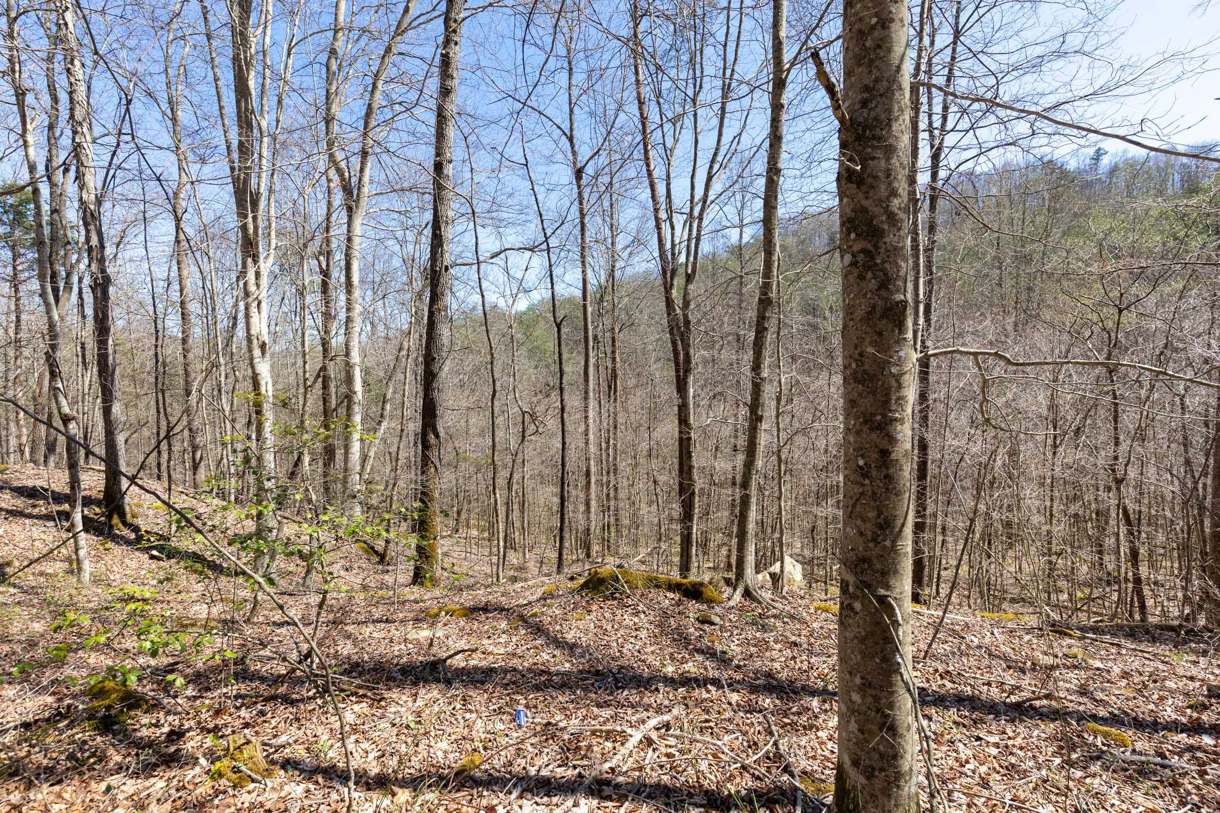 Woodland Heights Tract 11 photo 8